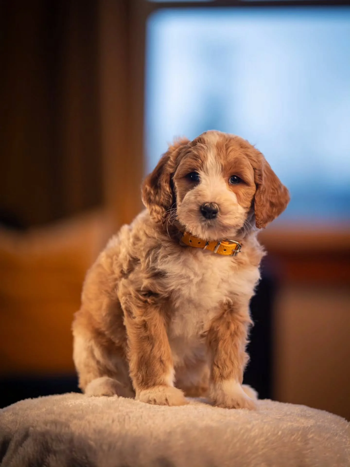 Paws-itively adorable. 🧡🐶 Sweet Kayla is available for adoption. 
.
.
.
.
.
#bernedoodle #f1bbernedoodle #bernedoodlesofinstagram #grasskennels #bestdogsintheworld
