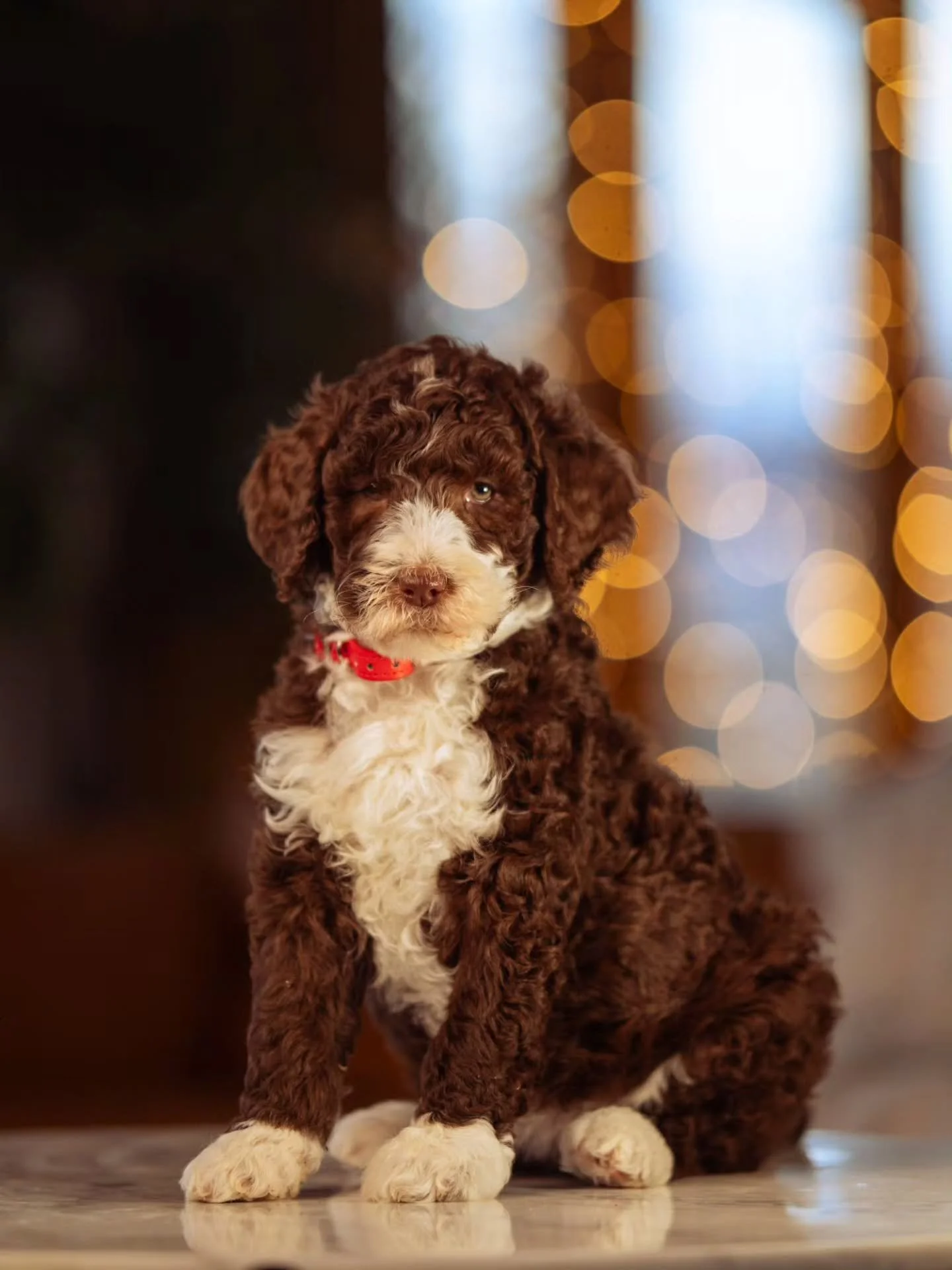 Friends are the family you choose. 🤎🐶 Gorgeous Livvy is available for adoption. 
.
.
.
.
.
#f1bbernedoodle #bernedoodlesofinstagram #bernedoodle #grasskennels #bestdogsintheworld