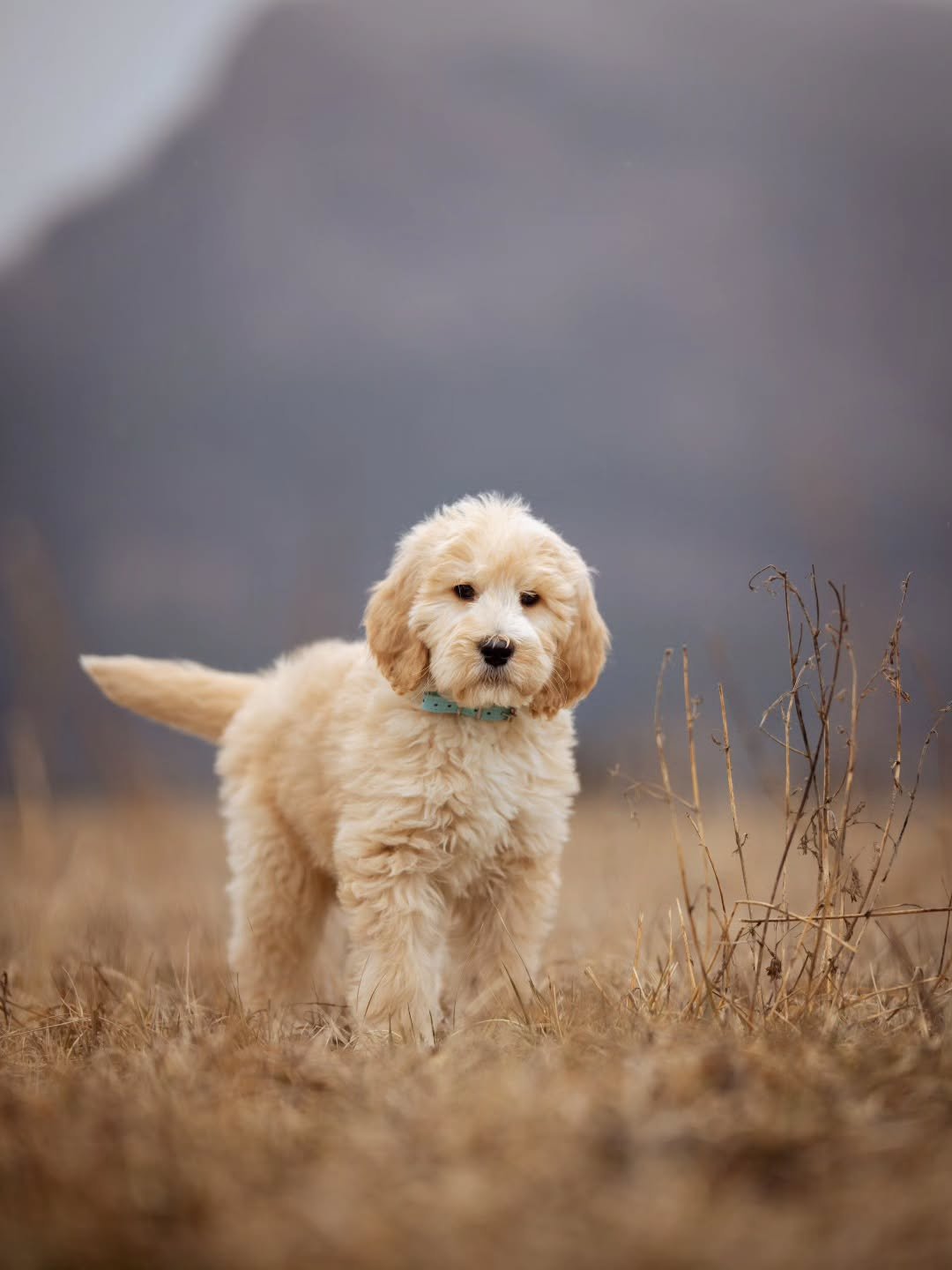 I'm lying. I don't just need someone like you. I need you.
-Sophie Kinsella 🩵🐶 handsome Clint is available for adoption. 
.
.
.
.
.
#f1bgoldendoodle #goldendoodleofinstagram #goldendoodlebreeder #grasskennels #bestdogsintheworld