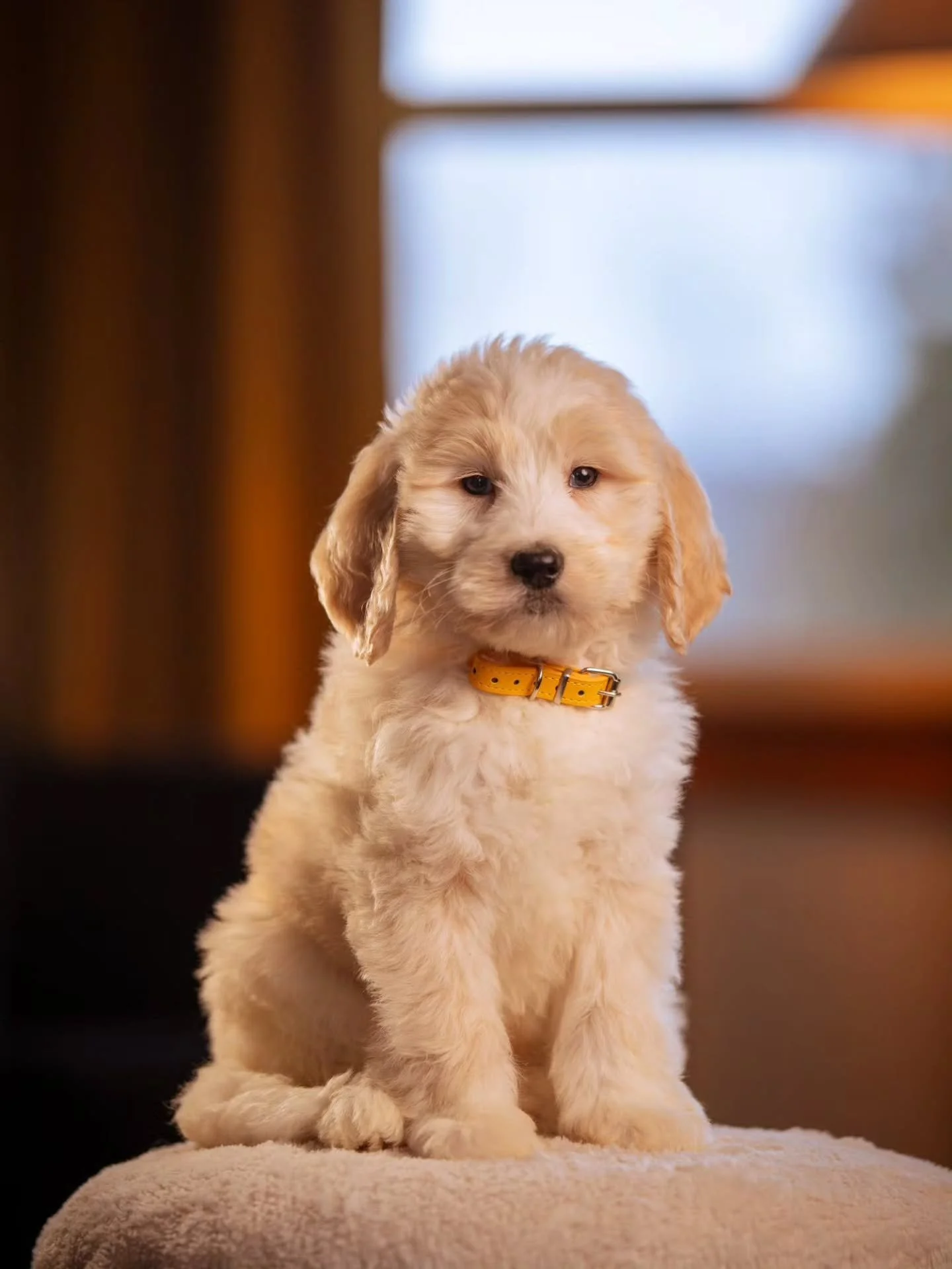 I'm here for you, no matter what. 🧡🐶 Handsome Terry is up for adoption. 
.
.
.
.
.
#f1bbernedoodle #bernedoodle #bernedoodlesofinstagram #grasskennels #bestdogsintheworld