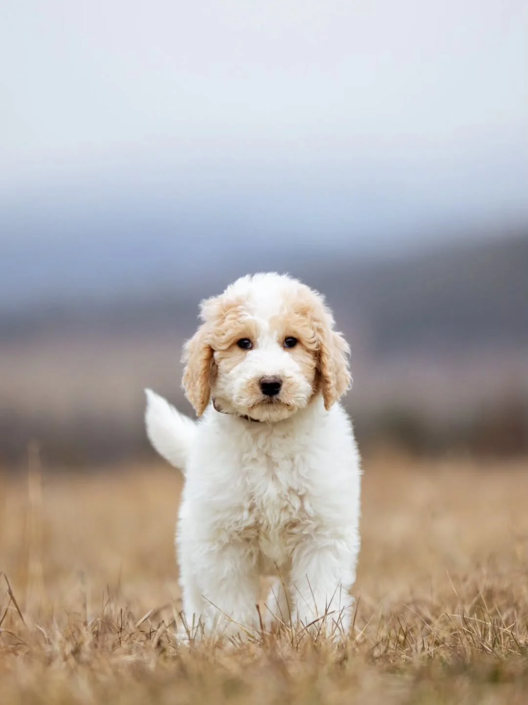 Friendship is another word for love.
 &mdash; Unknown 🤍🐶 sweet Peter is available for adoption. 
.
.
.
.
#F1bgoldendoodle #goldendoodle #goldendoodleofinstagram #grasskennels #bestdogsintheworld