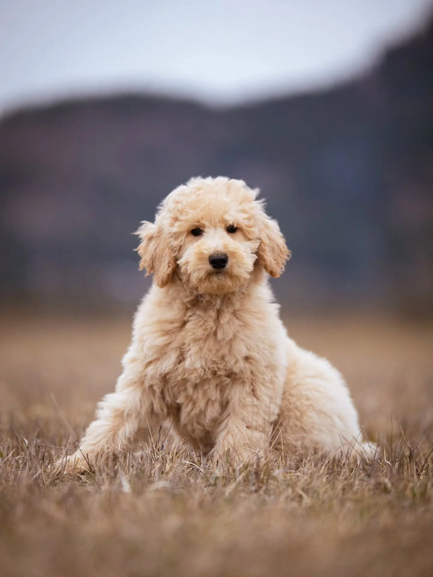 Let's sail away into forever. 💙🐶 Handsome Captain is available for adoption. 
.
.
.
.
.
#f1bgoldendoodle #goldendoodleofinstagram #goldendoodlebreeder #grasskennels #bestdogsintheworld