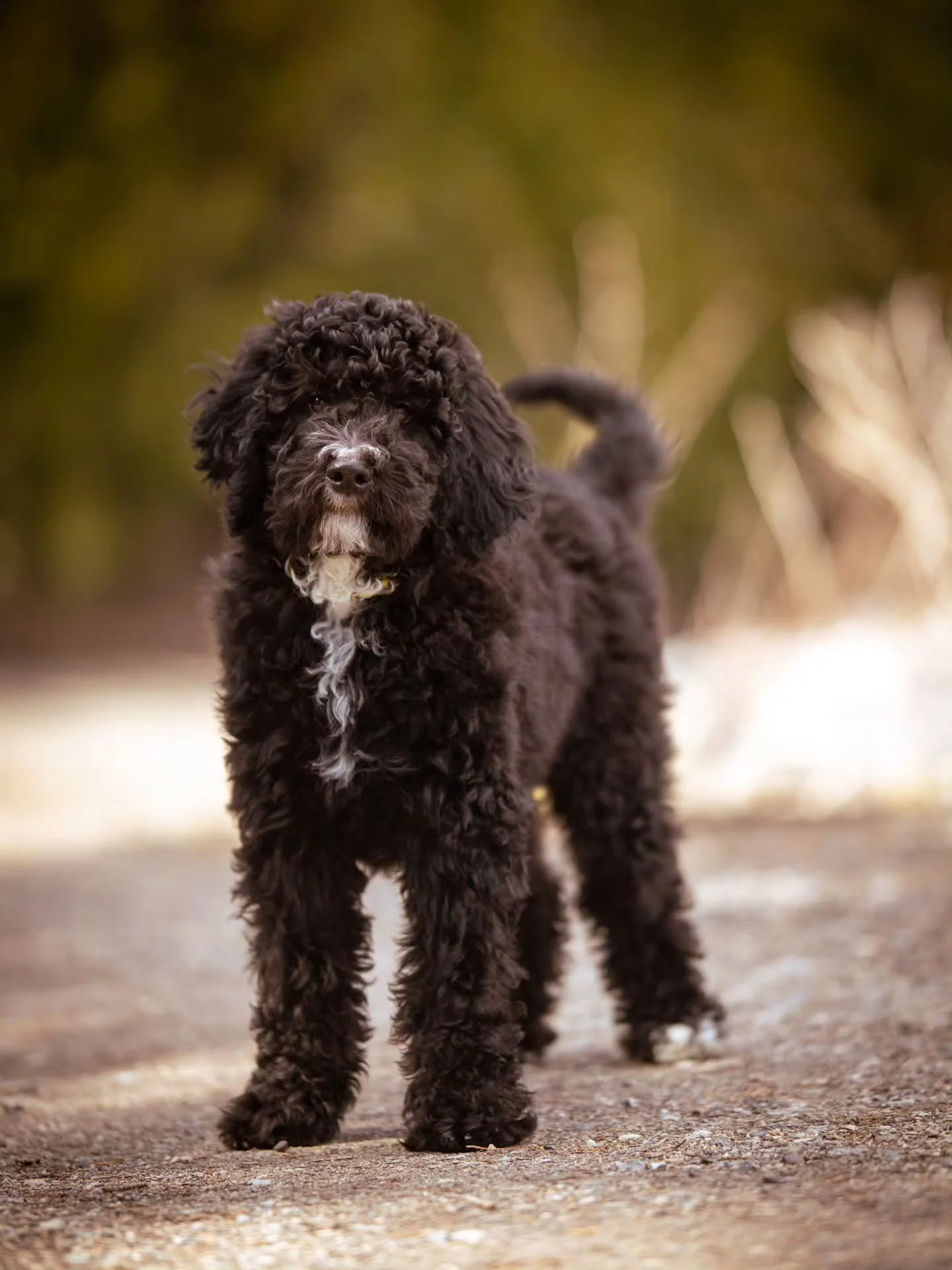 You make life more fun. ❤️🐶 Handsome Daryl is available for adoption. 
.
.
.
.
.
.
#bernedoodle #f1bbernedoodle #bernedoodlesofinstagram #grasskennels #bestdogsintheworld