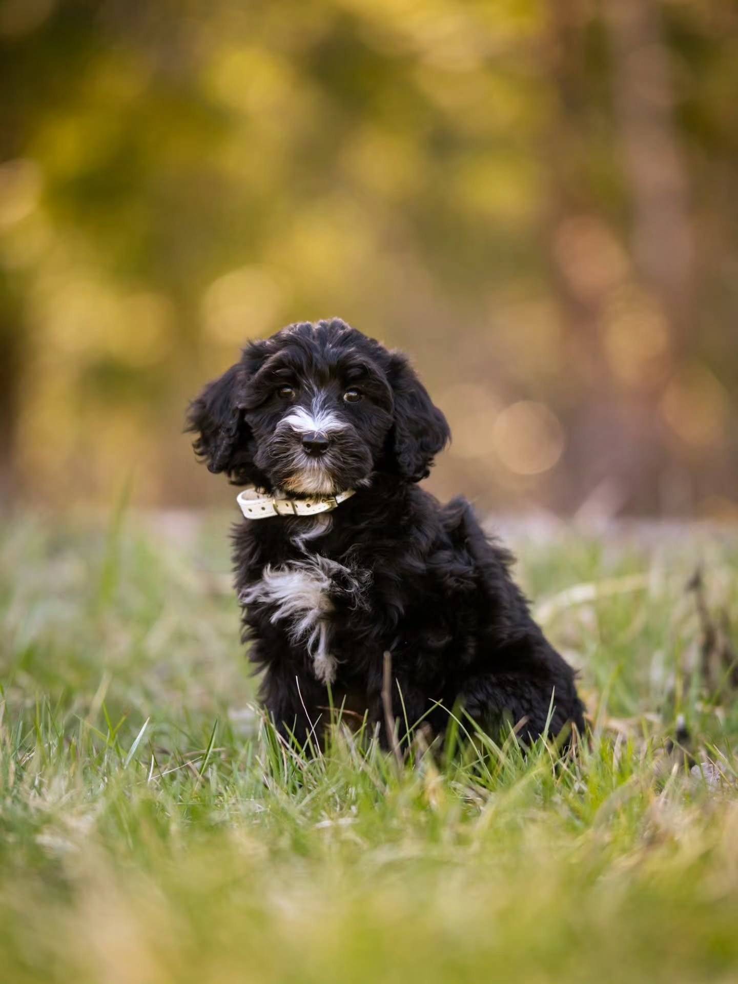 Too cute to resist those puppy eyes 🐶🤍 sweet Winnie is available for adoption. 
.
.
.
.
.
#bernedoodle #f1bbernedoodle #bernedoodlesofinstagram #grasskennels #bestdogsintheworld