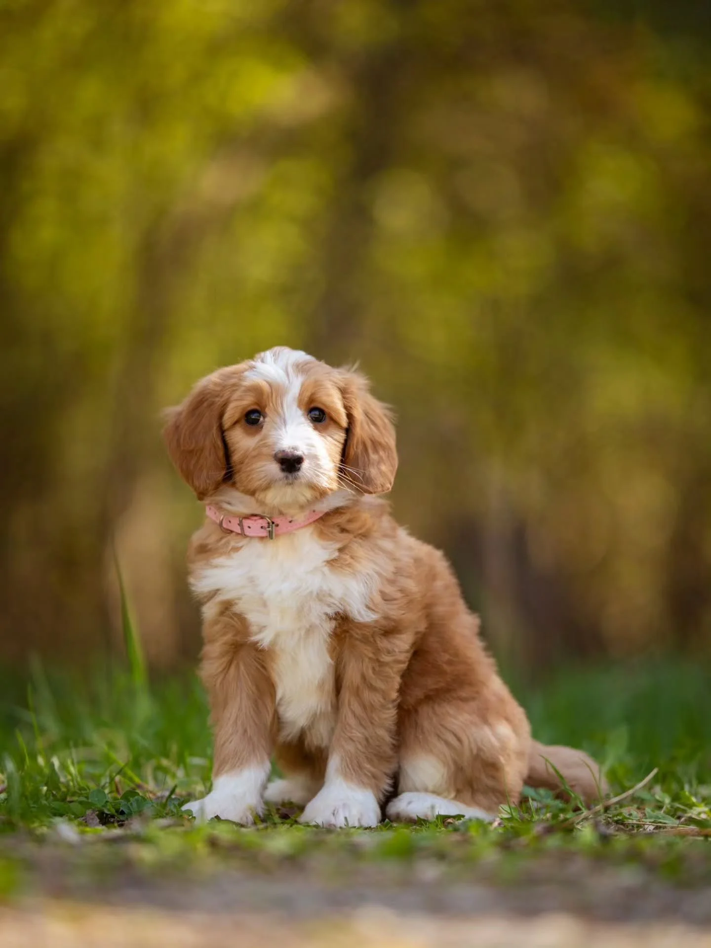 Anything is paws-ible with a puppy by your side. 🐶💕 sweet Annie is available for adoption. 
.
.
.
.
.
#f1bbernedoodle #bernedoodle #bernedoodlesofinstagram #bestdogsintheworld #grasskennels
