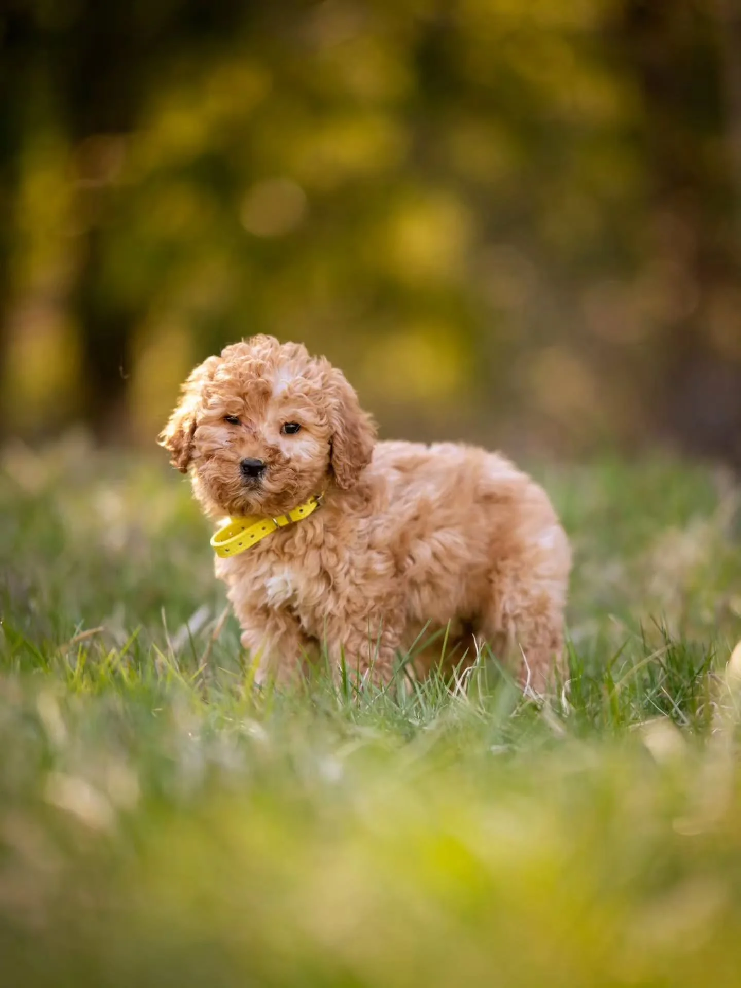 Life's better with a wagging tail. 💛🐕 sweet Yoke is available for adoption. 
.
.
.
.
.
.
#f1bbernedoodle #bernedoodle #bernedoodlesofinstagram #grasskennels ##bestdogsintheworld