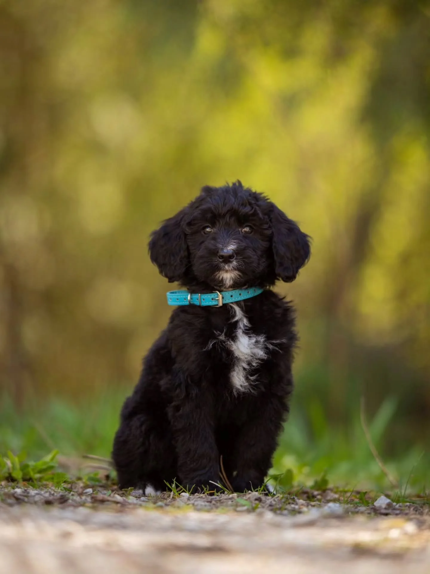 You've got a friend in me. &mdash; Toy Story 🩵🐕 sweet Hailey is available for adoption. 
.
.
.
.
.
#f1bbernedoodle #bernedoodle #bernedoodlesofinstagram ##grasskennels ##bestdogsintheworld