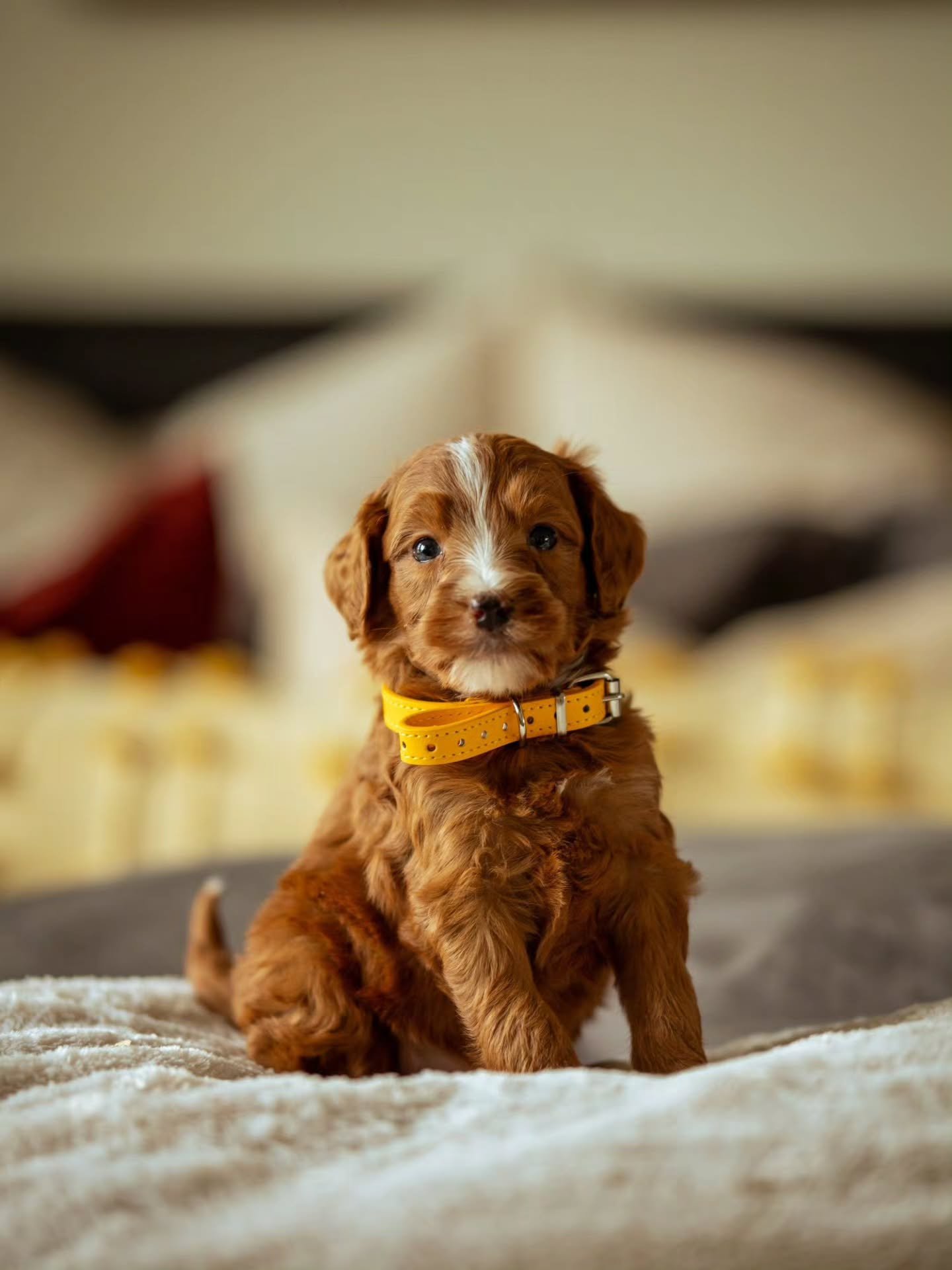 Tiny paws, big love 🐶🧡 calm Tiger is available for adoption. 
.
.
.
.
.
#bernedoodle #f1bbernedoodle #bernedoodlesofinstagram ##grasskennels ##bestdogsintheworld