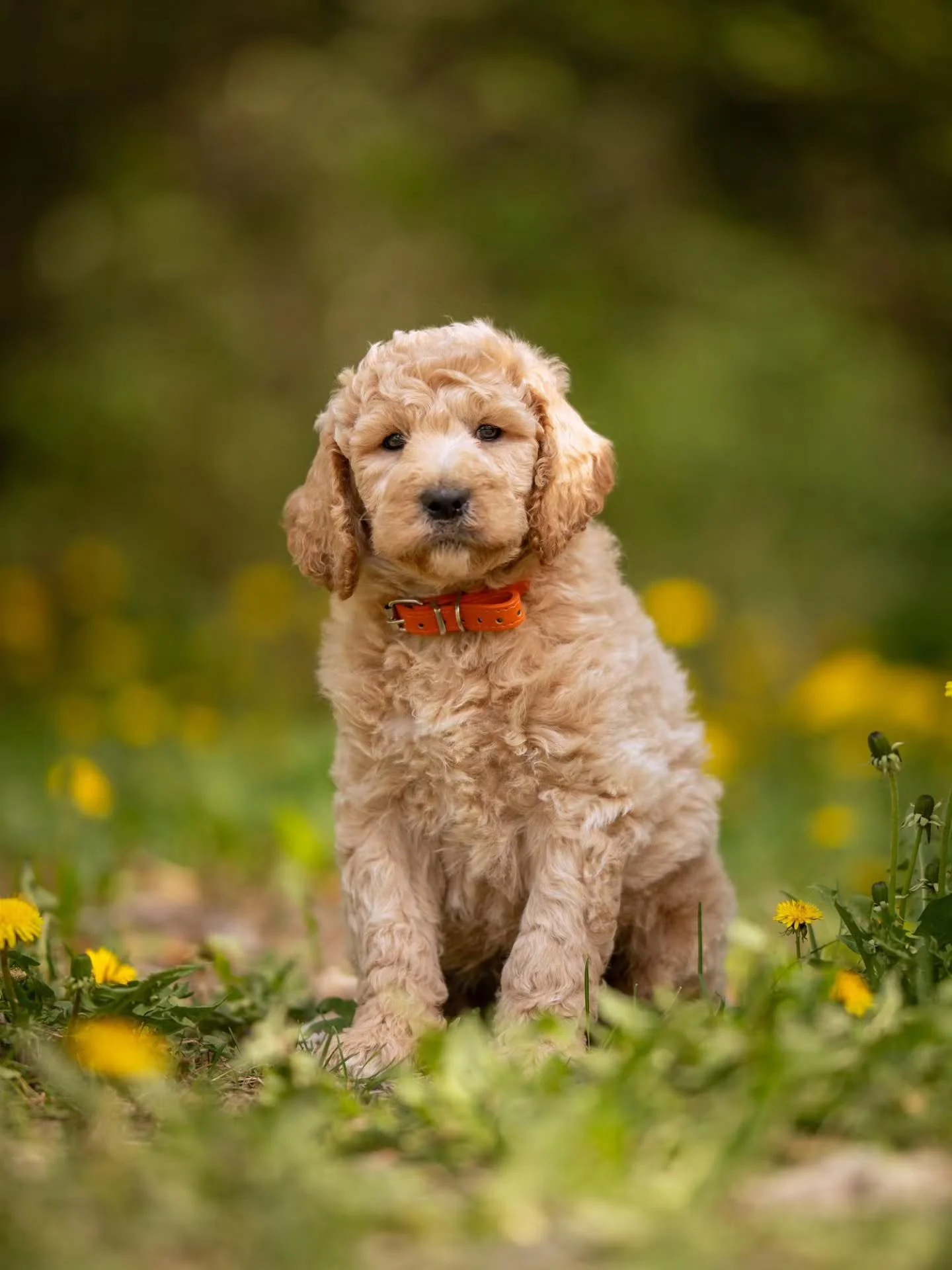 I want you to see the world through puppy eyes. 🧡🐶🌼 handsome Otis is available for adoption. 
.
.
.
.
.
#f1bgoldendoodle #goldendoodleofinstagram #goldendoodle #grasskennels #bestdogsintheworld