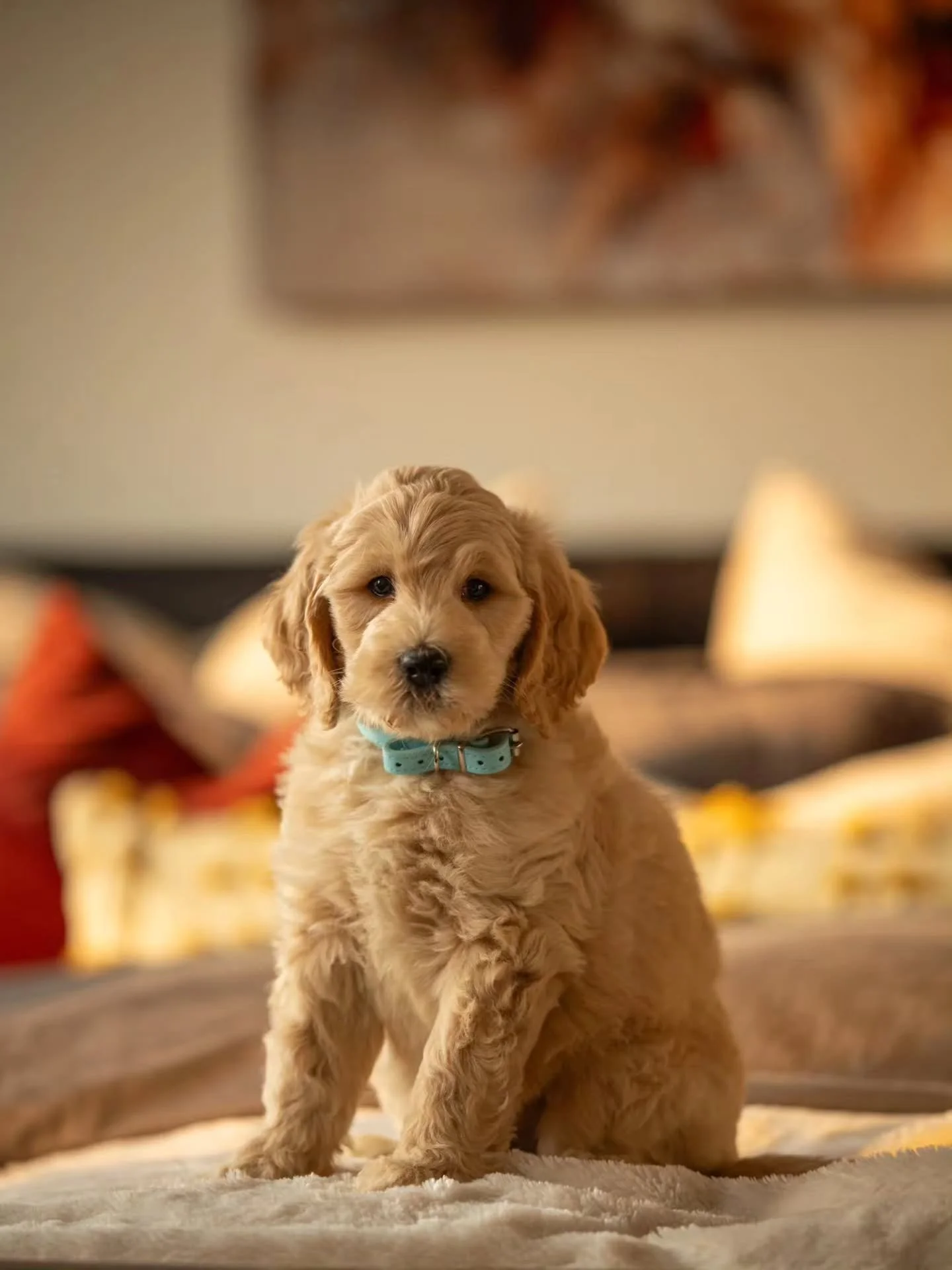 Adopt me, I promise I&rsquo;ll bring the joy! ✨🐕🩵 Handsome Carlo is available for adoption. 
.
.
.
.
.
#f1bgoldendoodle #goldendoodle #goldendoodleofinstagram #grasskennels #bestdogsintheworld