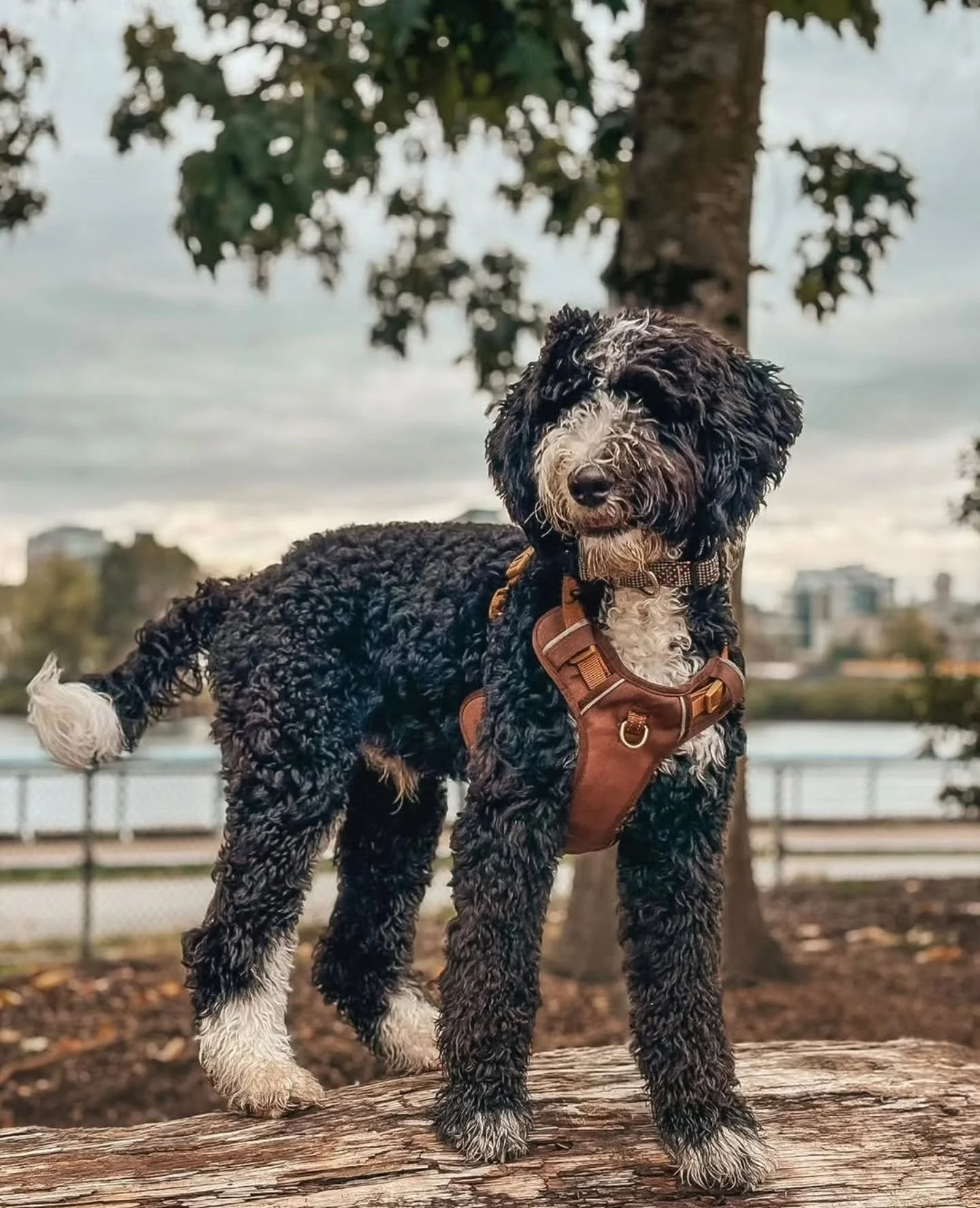 Life is better with a doodle. 🐶❤️

📸@heyitsrockothedoodle 
.
.
.
.
.
#f1bbernedoodle #bernedoodle #bernedoodlesofinstagram #grasskennels #bestdogsintheworld