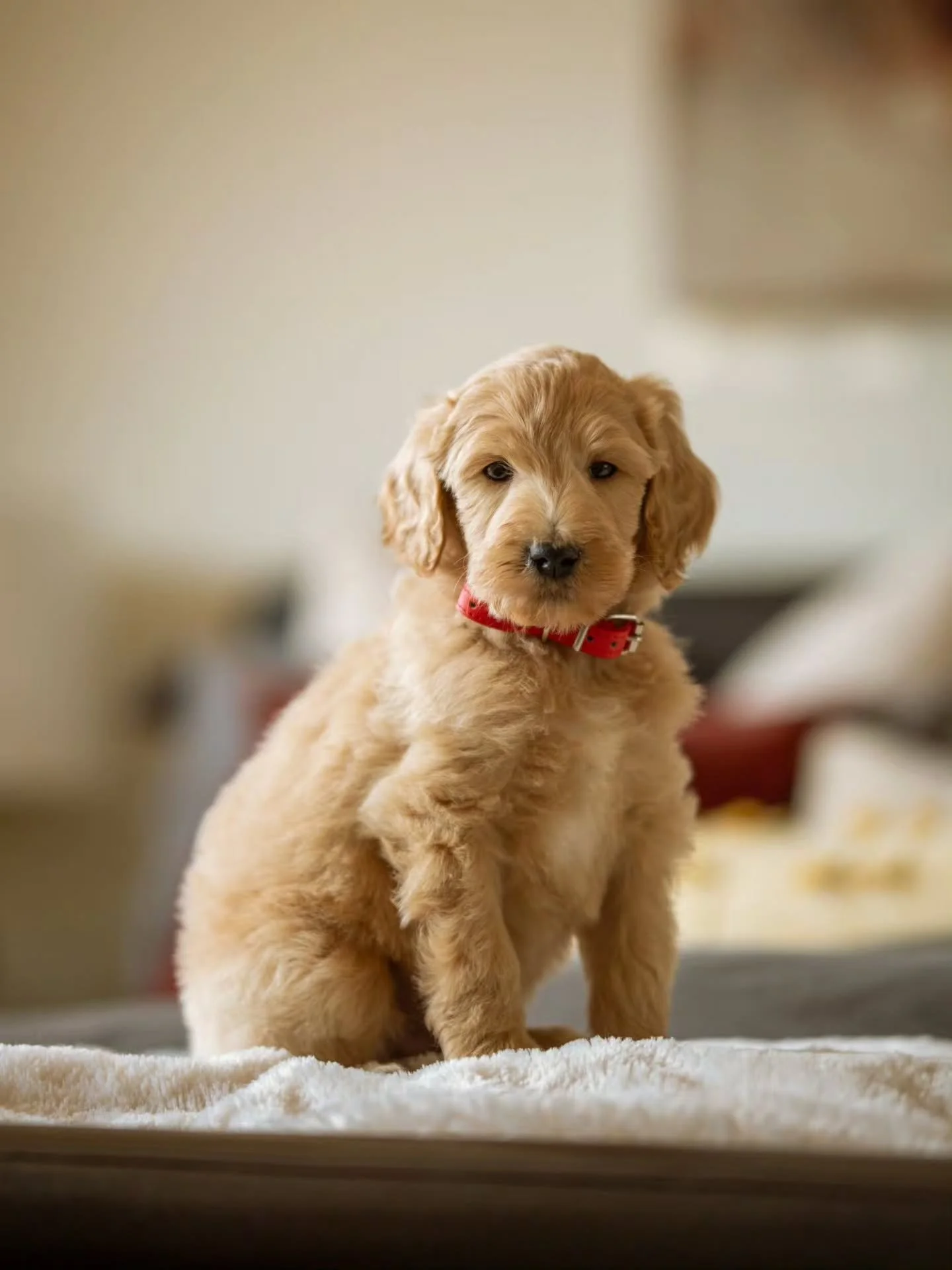 Happy International Dog Day! 🐾🐶❤️
Celebrating the unconditional love, loyalty, joy, and endless cuddles our furry friends bring into our lives. Dogs truly make the world a happier place! 🐕✨
.
.
.
.
.
#f3bgoldendoodle #goldendoodle #goldendoodleofi