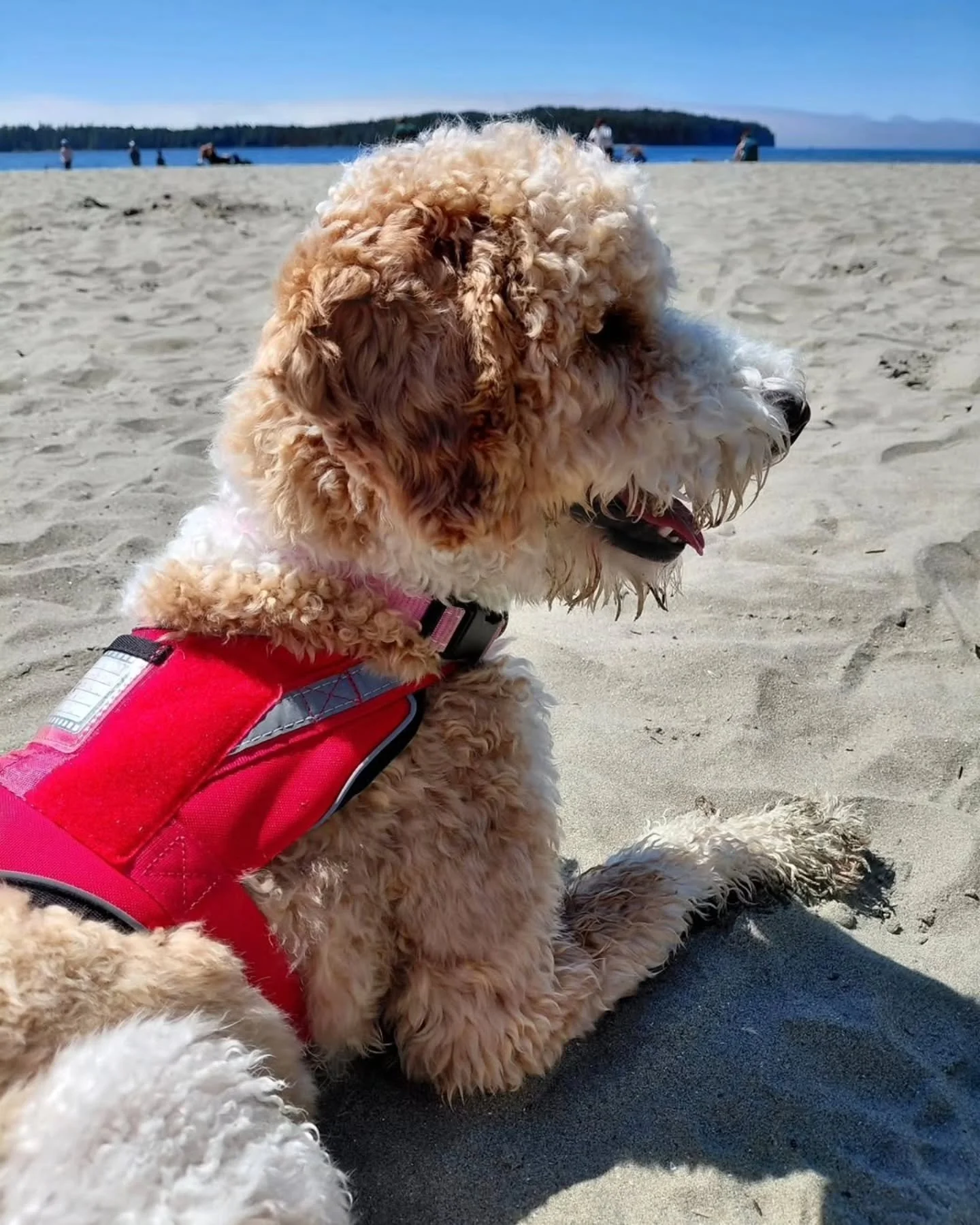Tofino tripping 🐾🌊☀️ Sandy paws, salty air, and the best kind of family time. 🥰🏖️

📸@stefanieyao 
.
.
.
.
.
#doodlesoftheworld #doodlebreeder #bestdogsintheworld #grasskennels #nonshedding