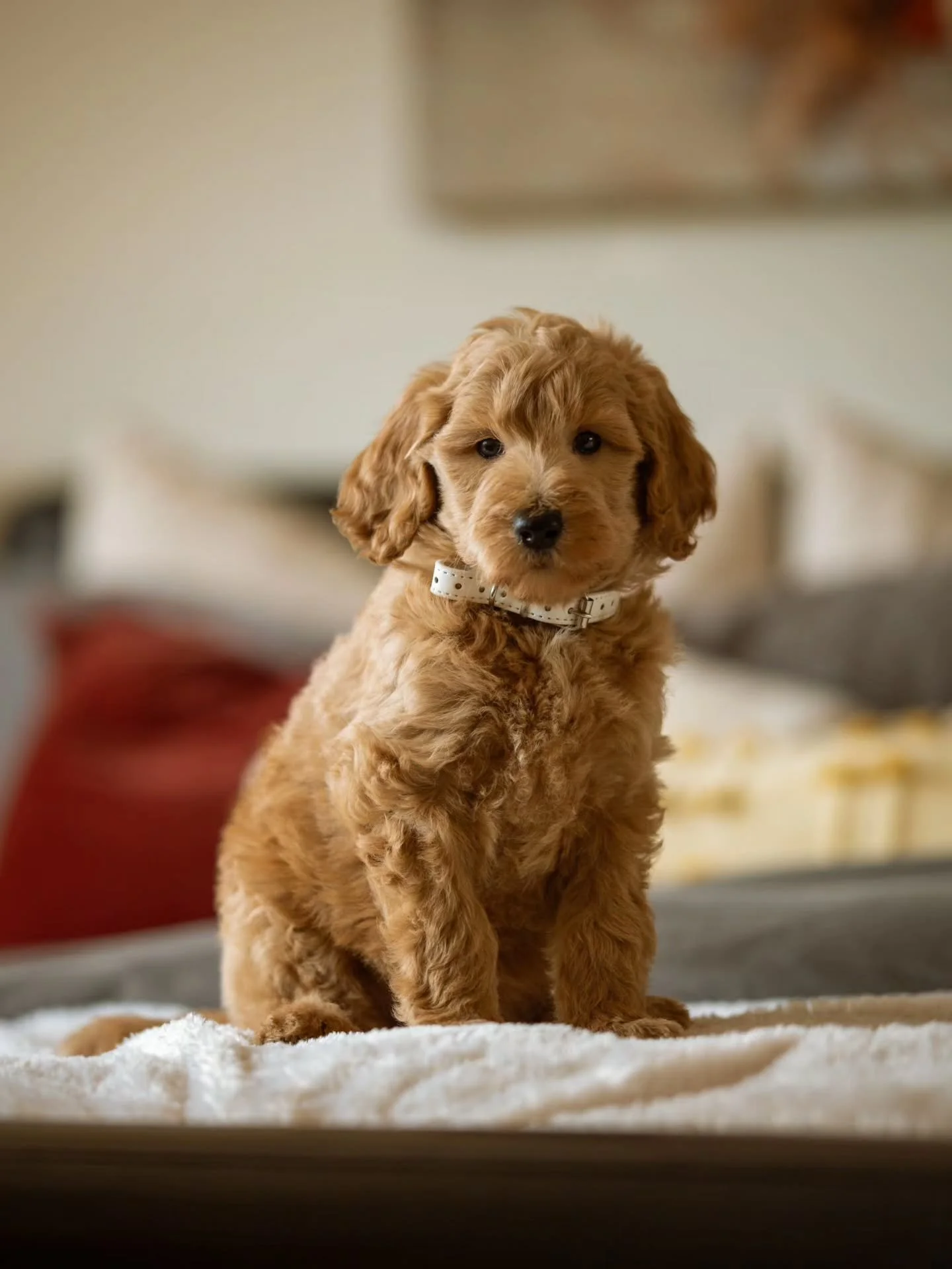 Could I be the missing piece of your family? 🏡🐕💕 
.
.
.
.
.
#f3bgoldendoodle #goldendoodle #goldendoodleofinstagram #grasskennels #bestdogsintheworld