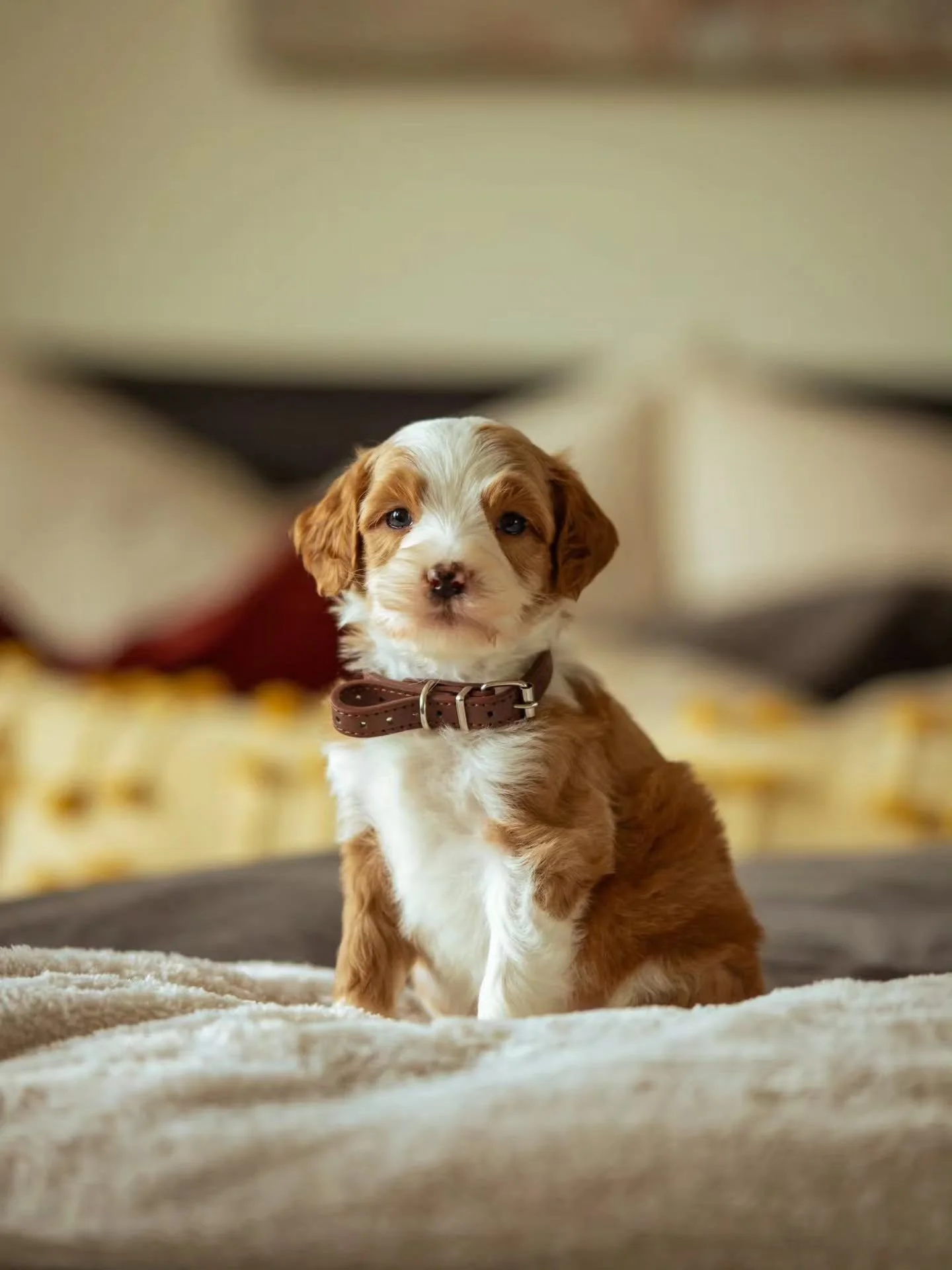 🐾 Adopt me? I promise to fill your home with cuddles, puppy kisses, and endless love 🤎🤍 
.
.
.
.
.
.
#AdoptMe #PuppyLove #FureverHome #f1bbernedoodle #bernedoodlesofinstagram