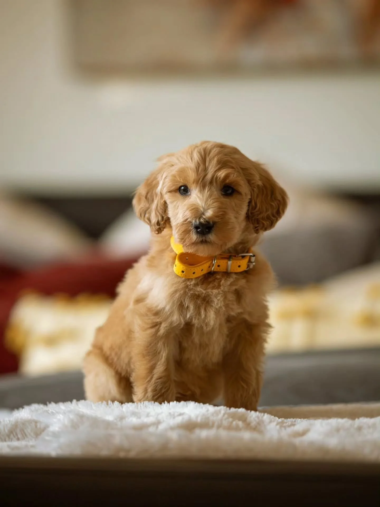 Think we're a paw-fect match? Come meet me&mdash;you might just fall in love! 🏡🐶💫 
.
.
.
.
#f3bgoldendoodle #goldendoodleofinstagram #goldendoodle #grasskennels ##bestdogsintheworld
