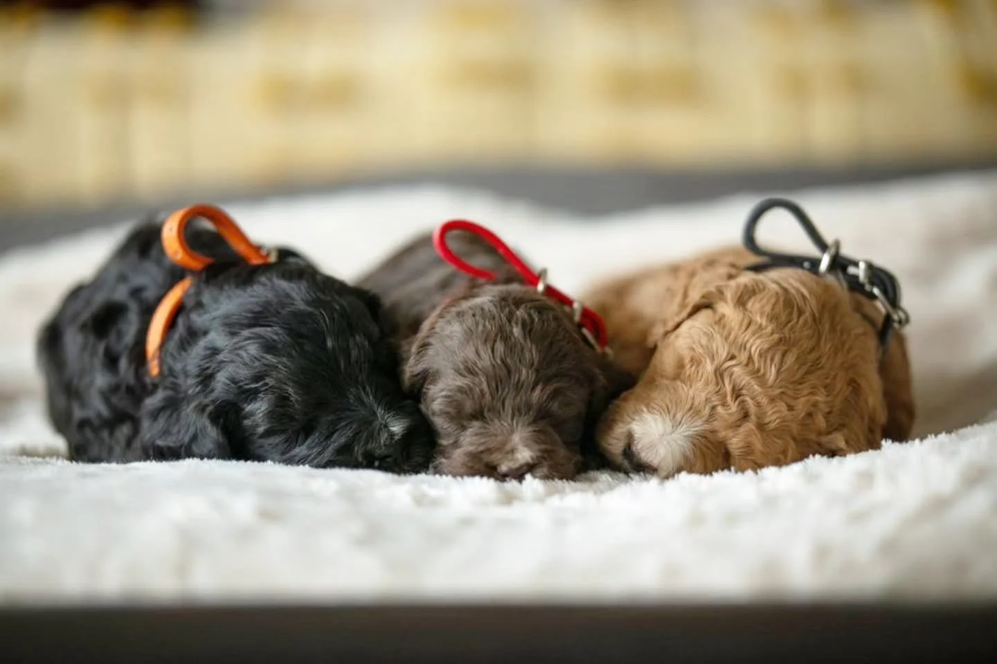 Little teddy bears, big love. 🧸🤎🐶
.
.
.
.
.
#f1bbernedoodle #bernedoodle #bernedoodlesofinstagram #bestdogsintheworld #grasskennels