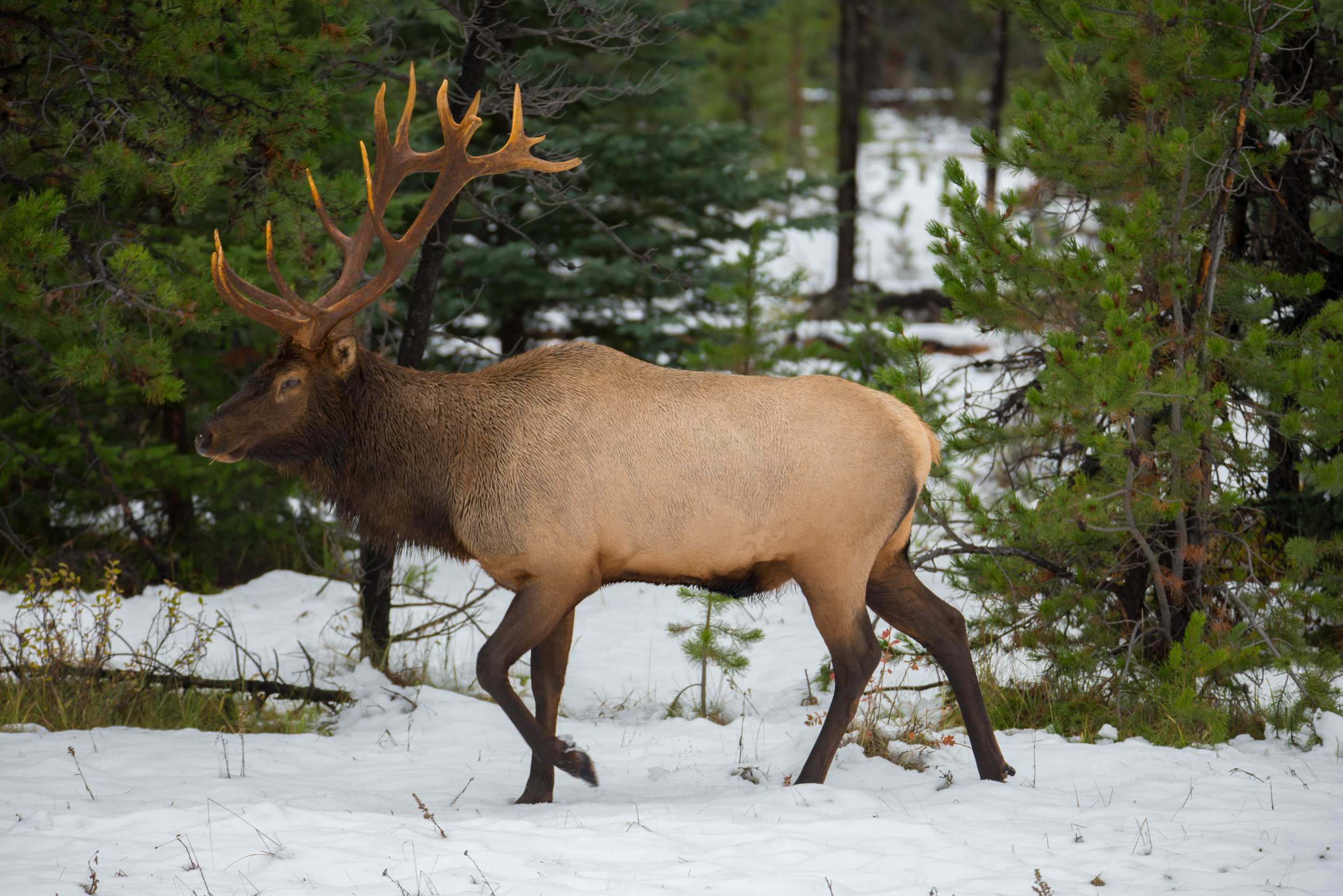 20170921_Banff_Jasper_Skywalk_Glacier_Adventure_Elk_282.jpg