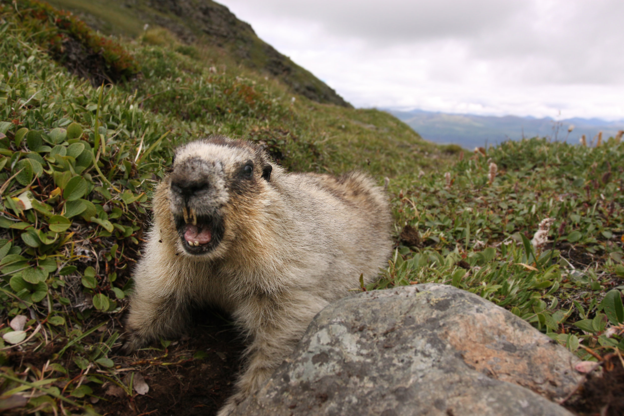 Hoary Marmots (65).jpg