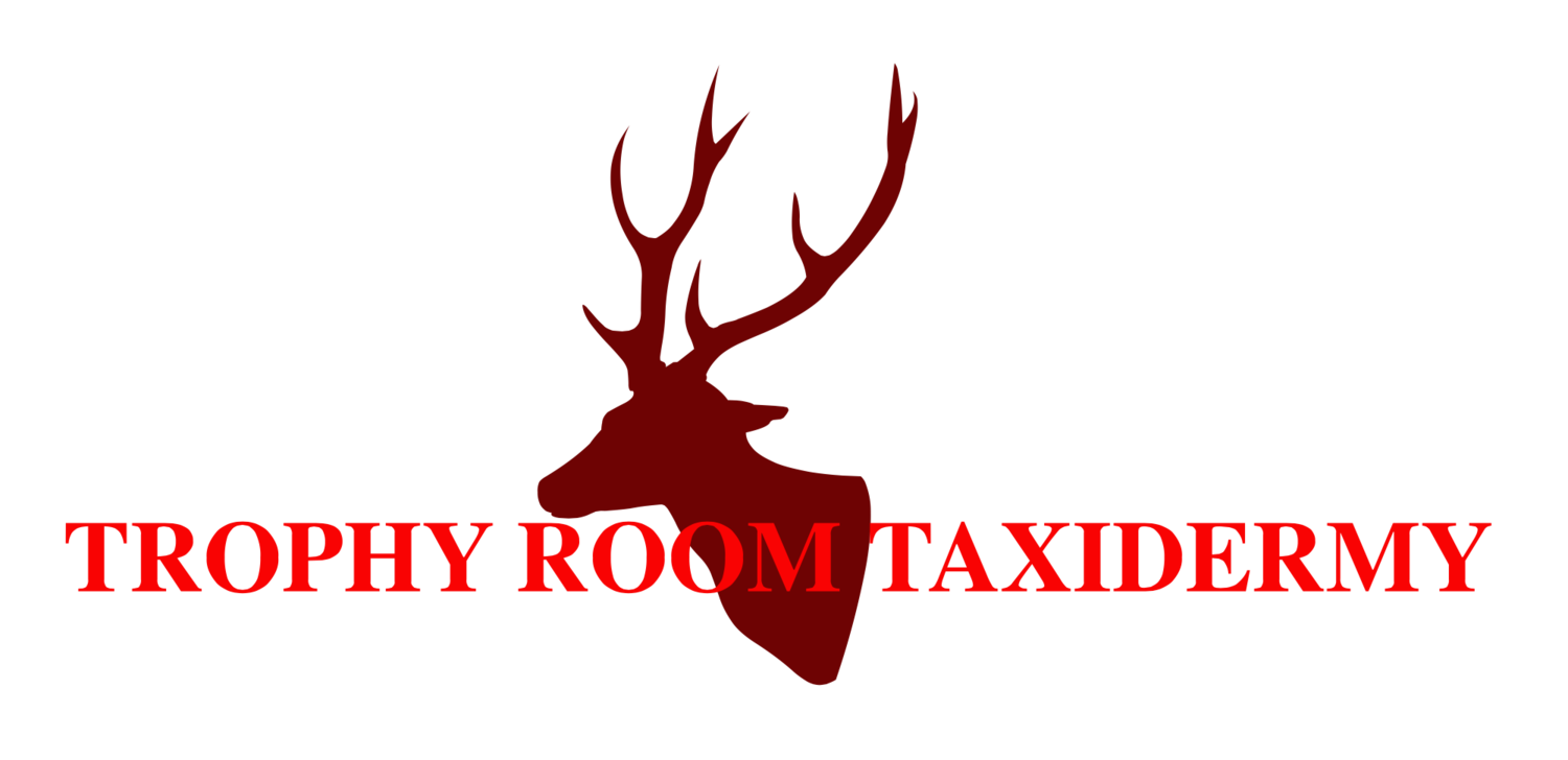Trophy Room Taxidermy