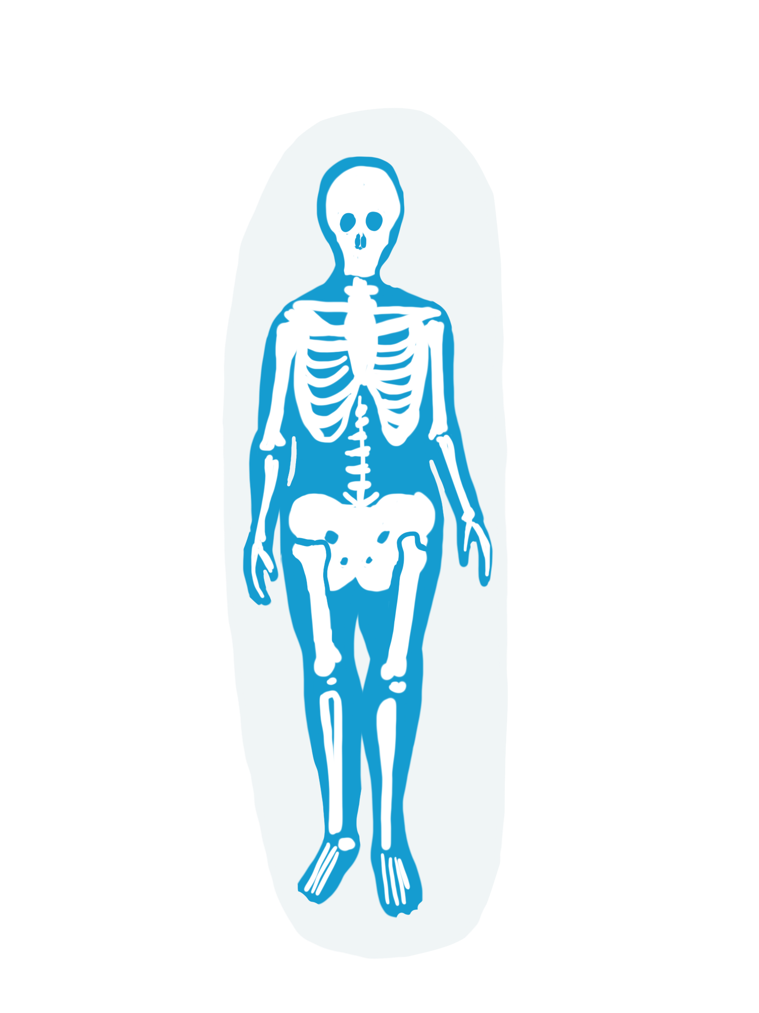 Skeletal System