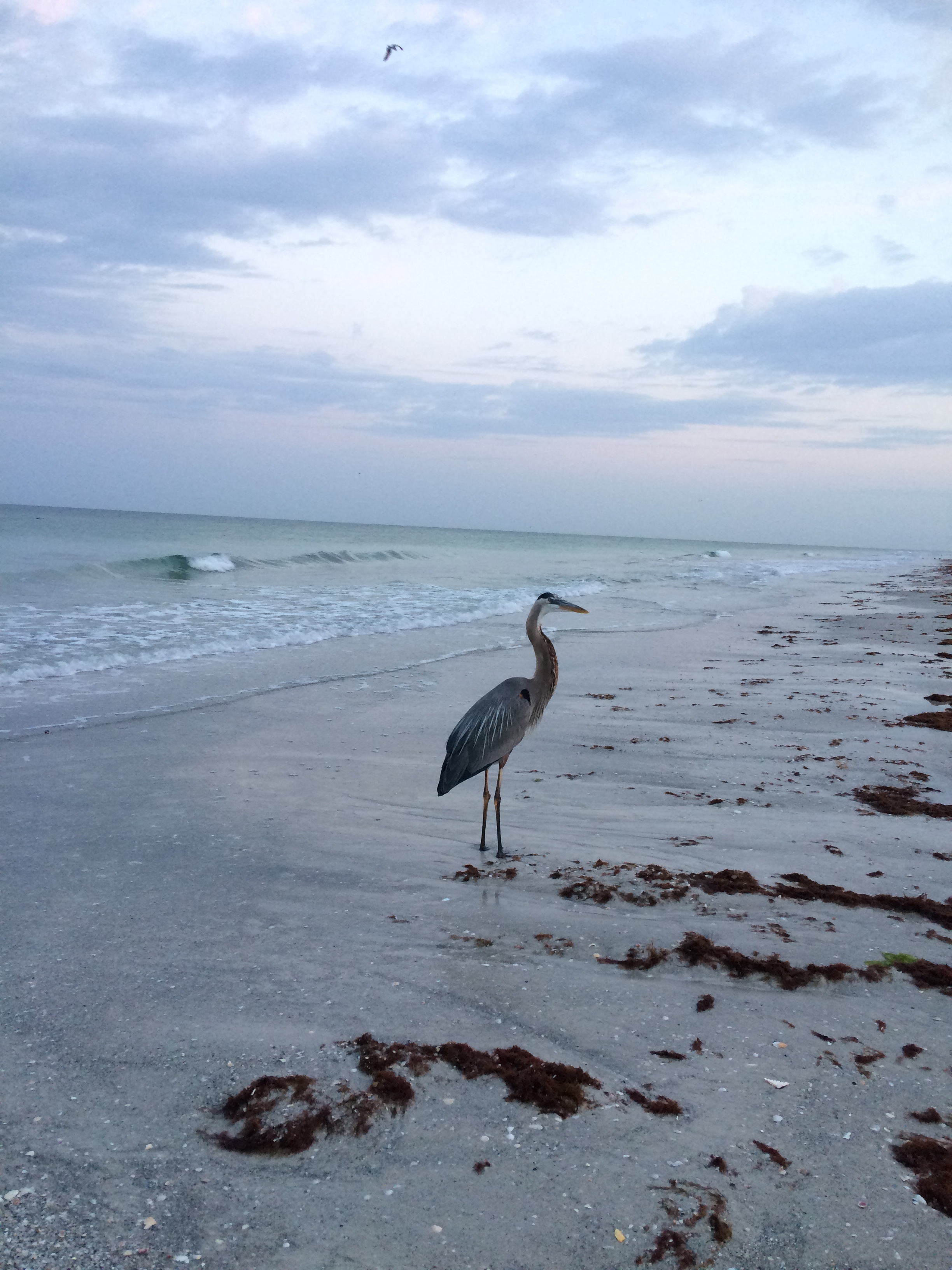 Blue Heron actual photo.JPG