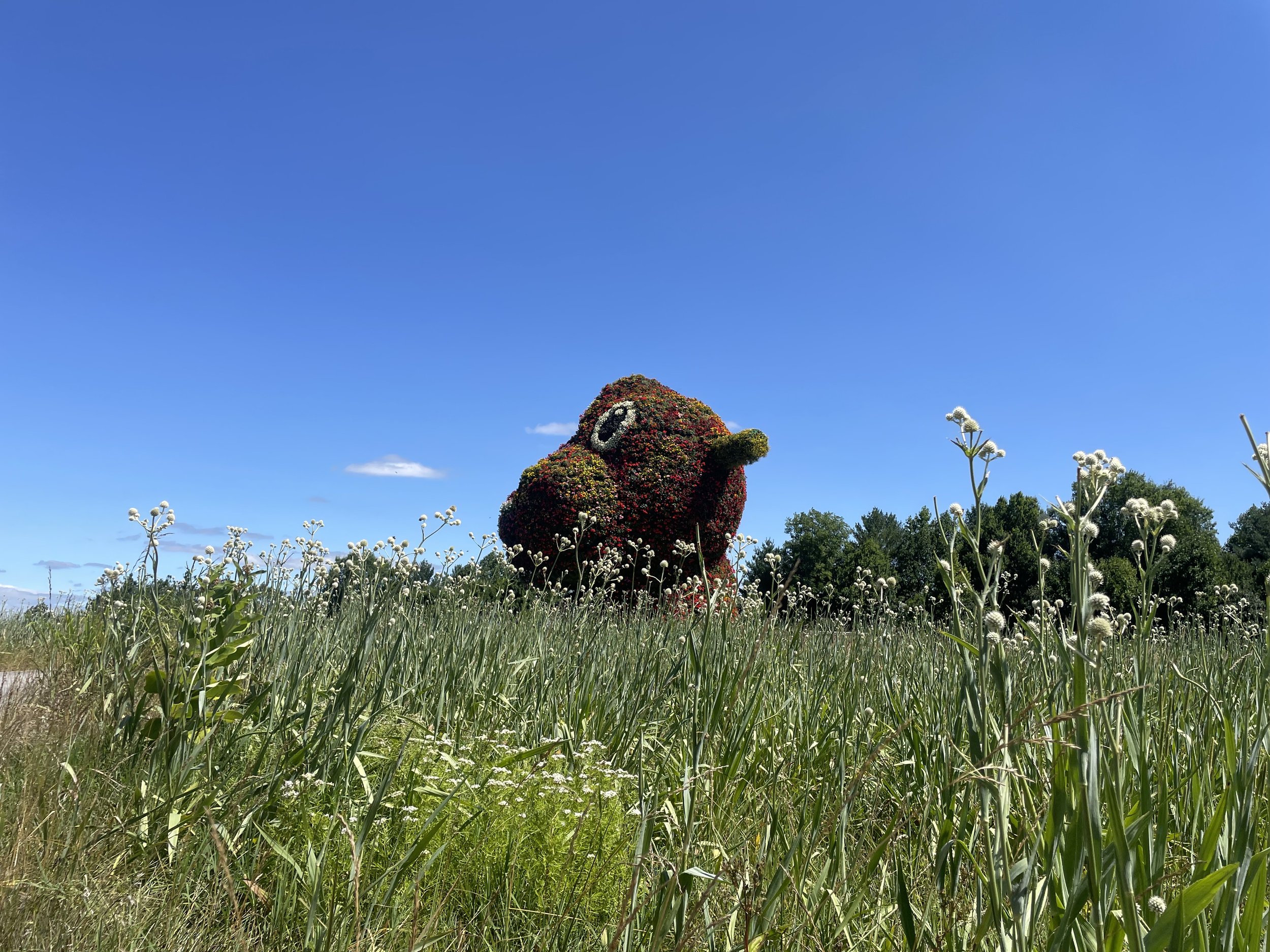 IMG_3685.jpeg