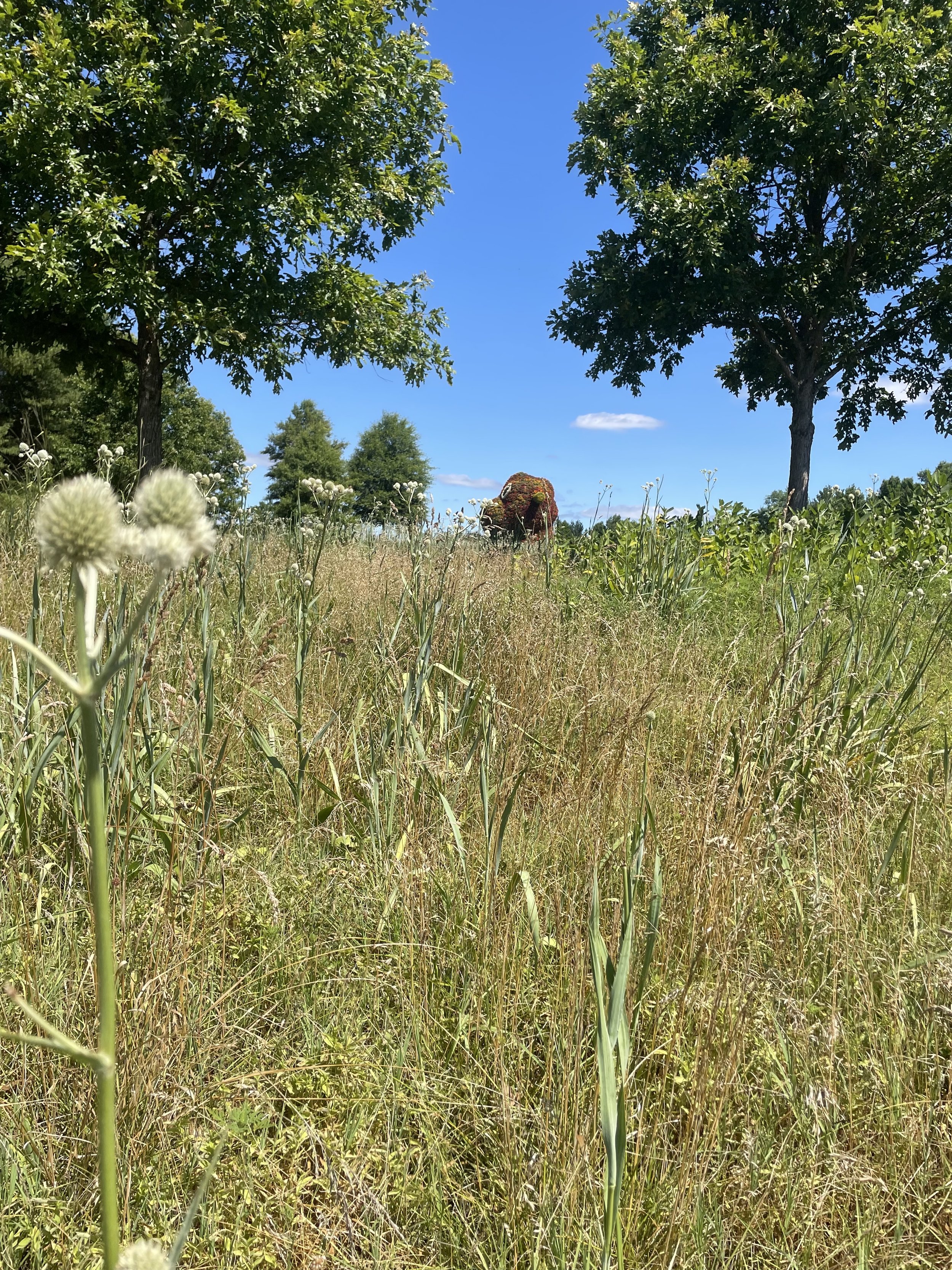 IMG_3675.jpeg