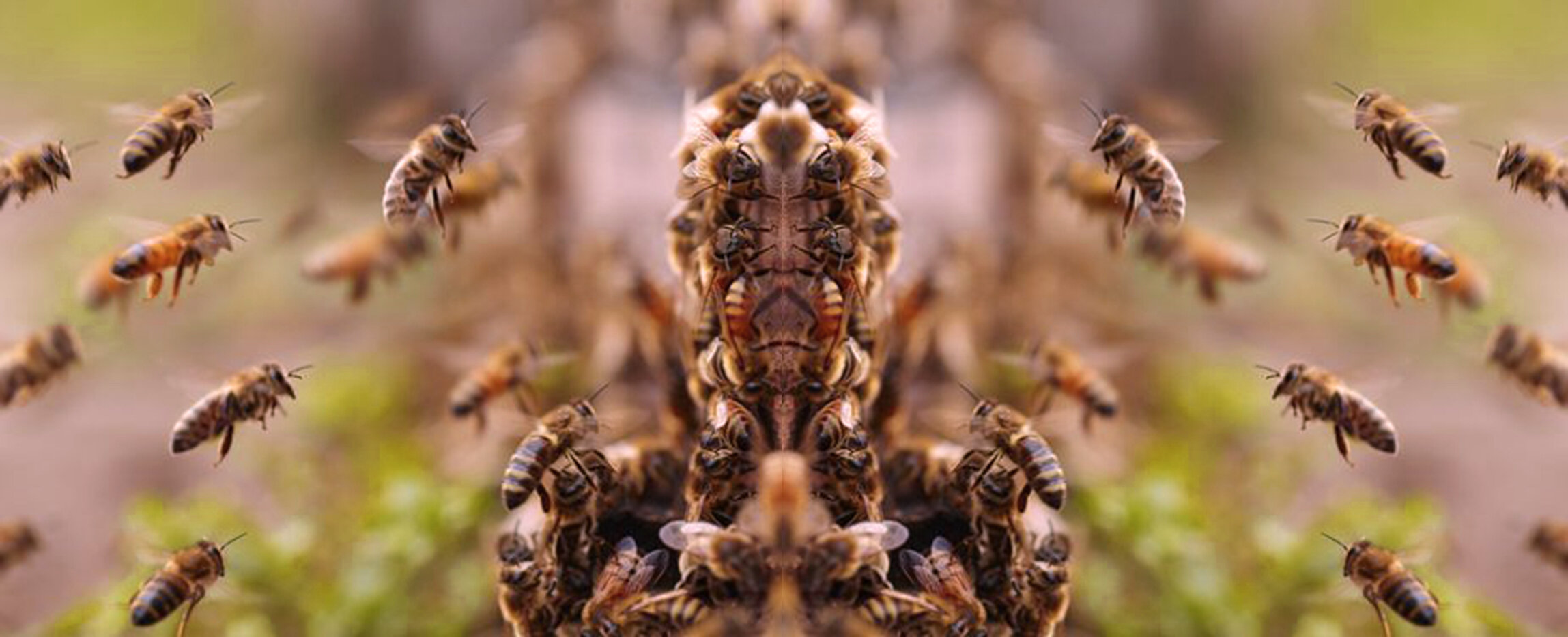 beescropped.jpg