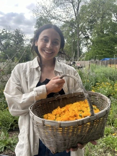 calendula harvest.jpeg