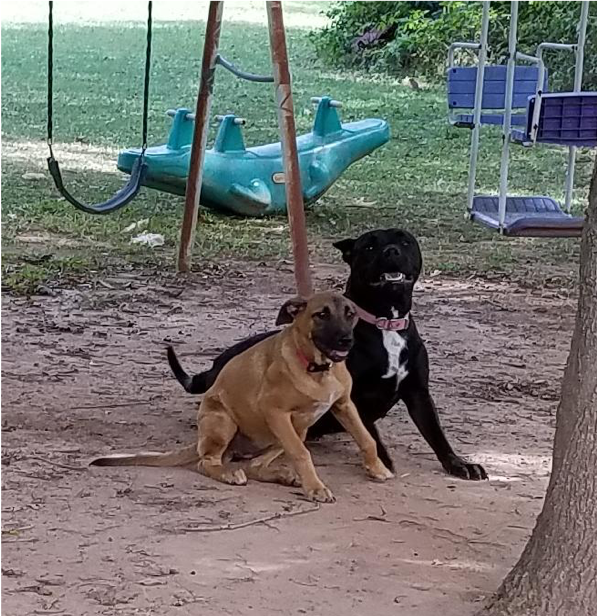 Disabled Senior Taking Care of Son’s (in Jail) Dogs