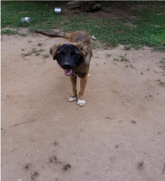 Fat Boy, dad of 7 puppies above