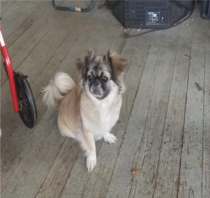 Disabled, Blind Senior and Her Dogs
