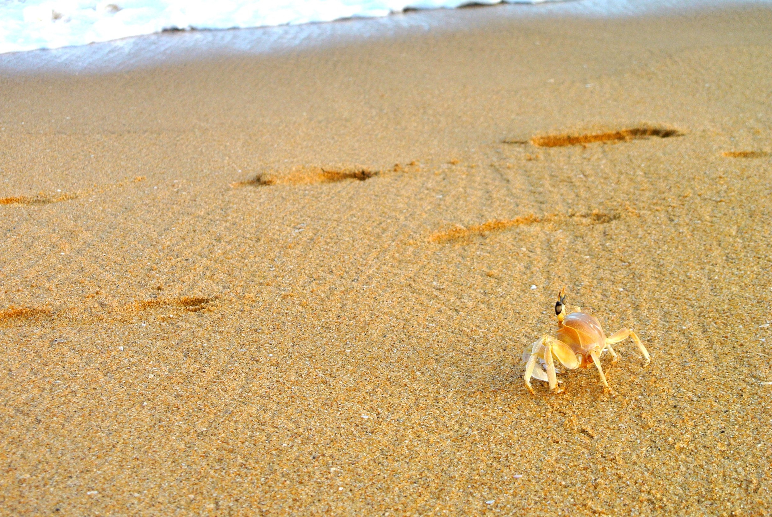crab.jpeg