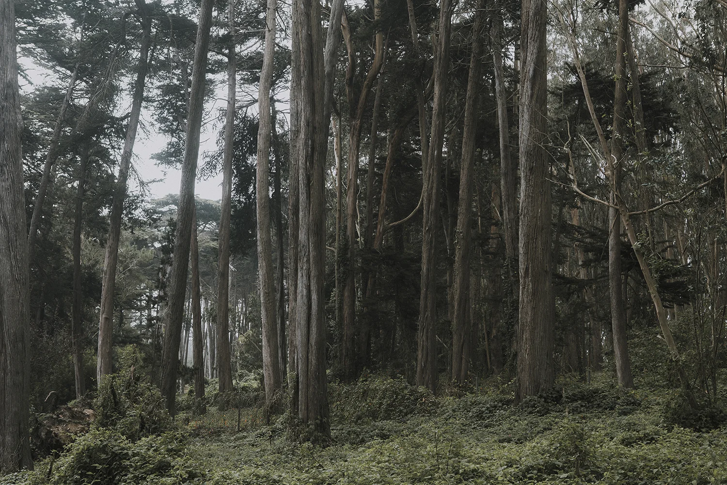 sutro-forest.jpg