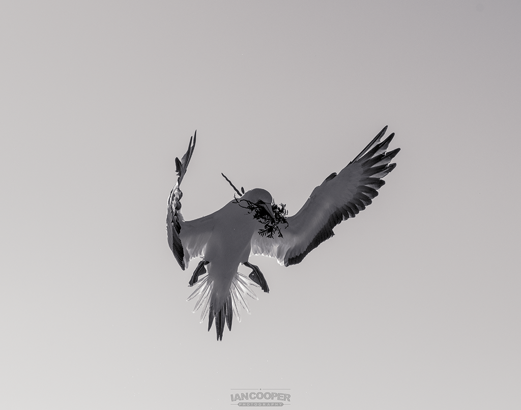 Flying Gannet-2 (small).png