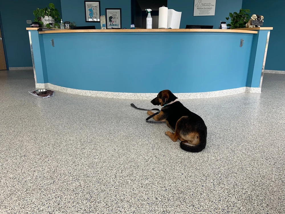 Group Dog Training Classes — Kristy Francis Dog Training