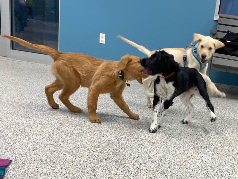 Pup Tutorial Class How Much Is A Puppy Training Class