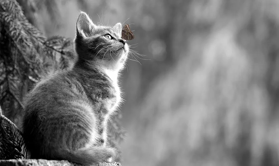 Cat_butterfly.jpg