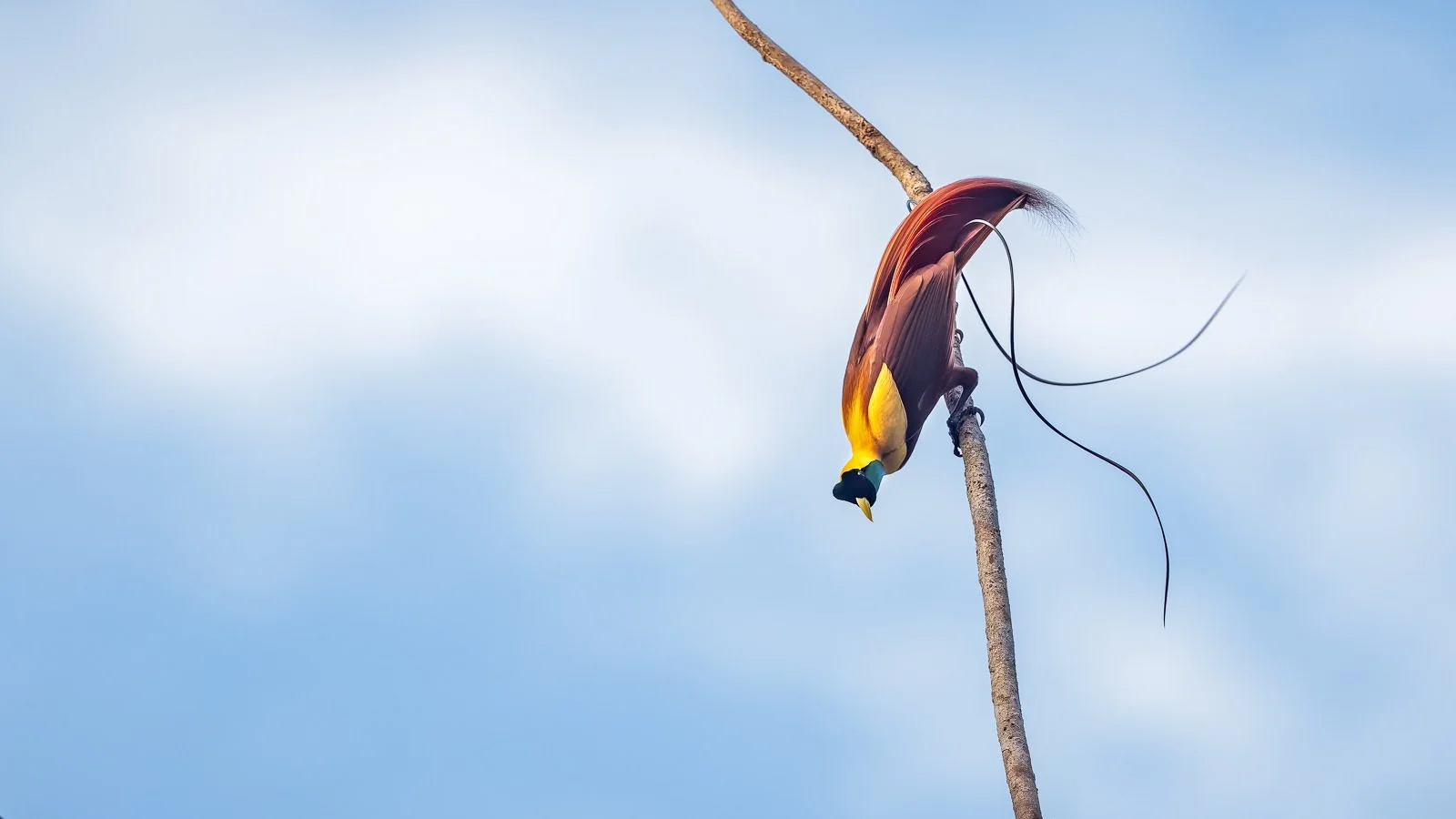Red Bird-of-Paradise_David Stowe__5B_0103-CR3.jpg