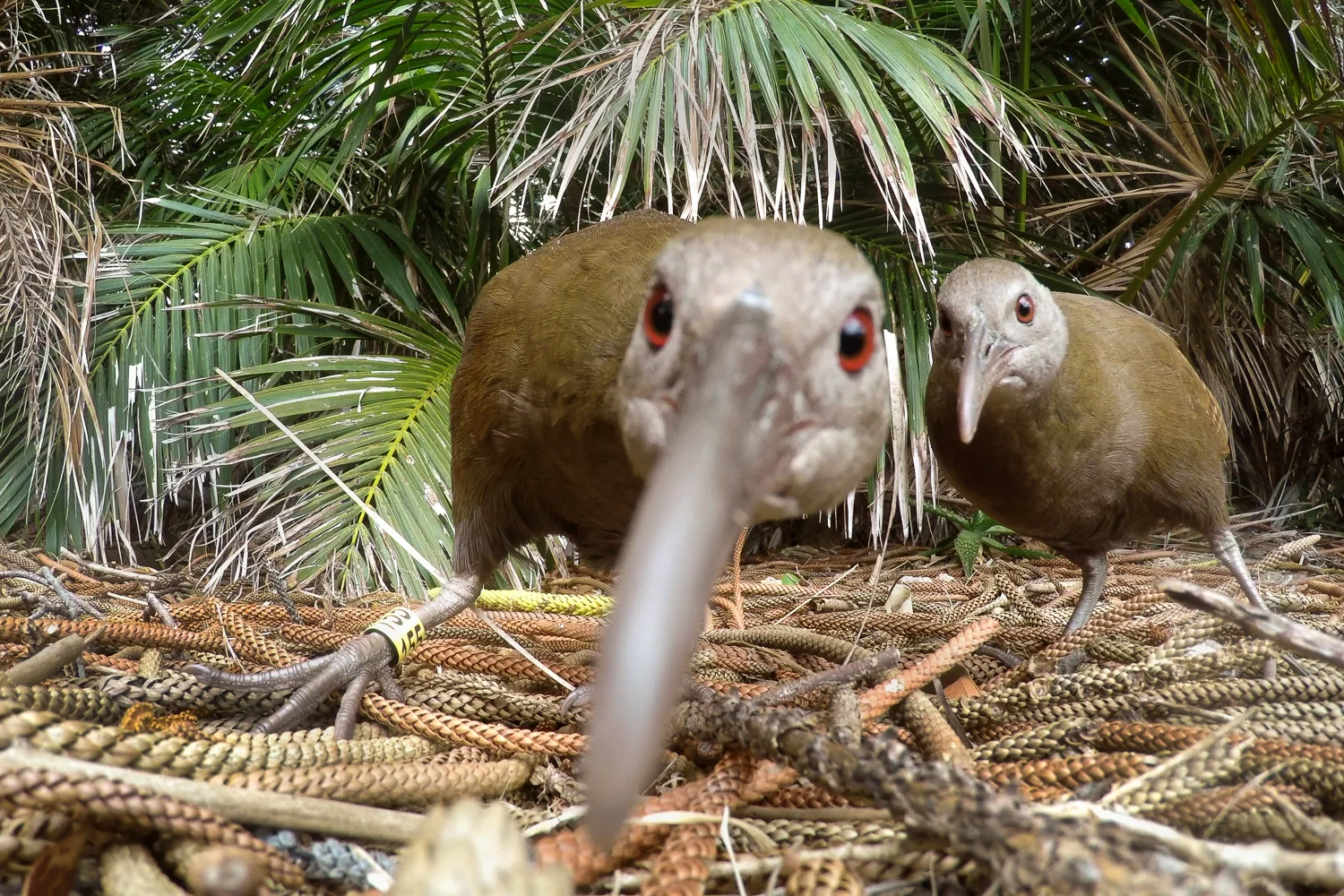 Lord Howe_David Stowe-0471.jpg