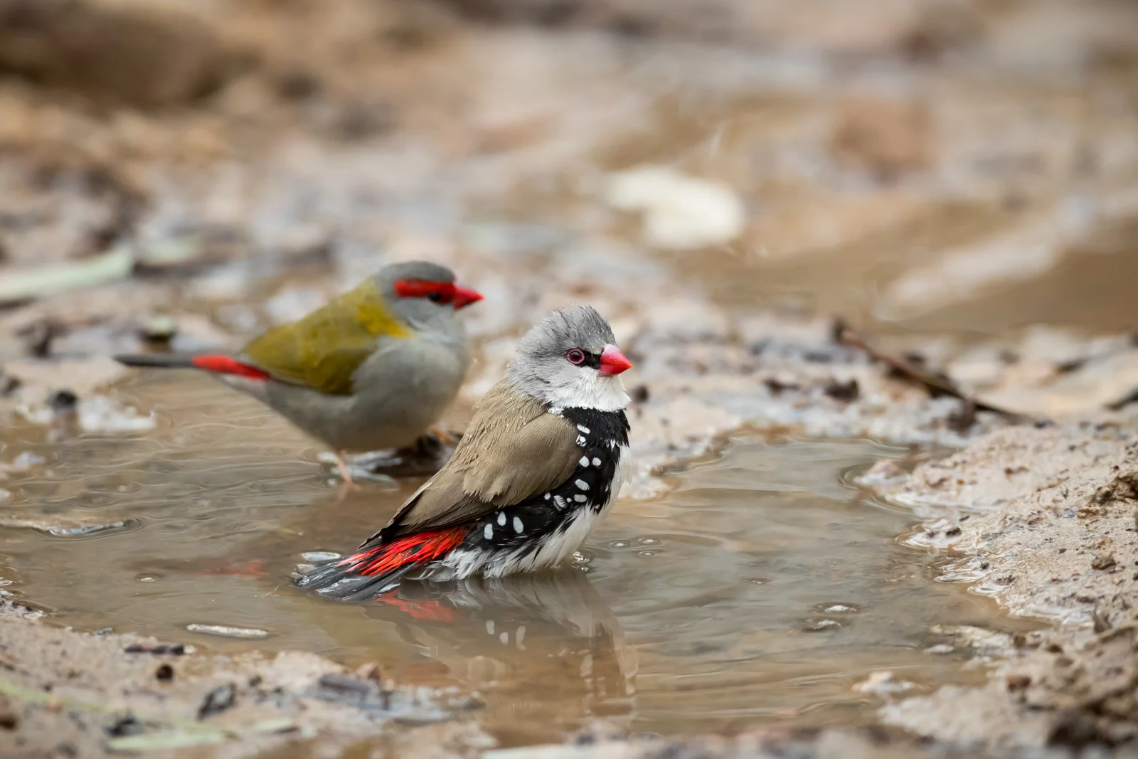 Diamond Firetail_David Stowe-0787.jpg