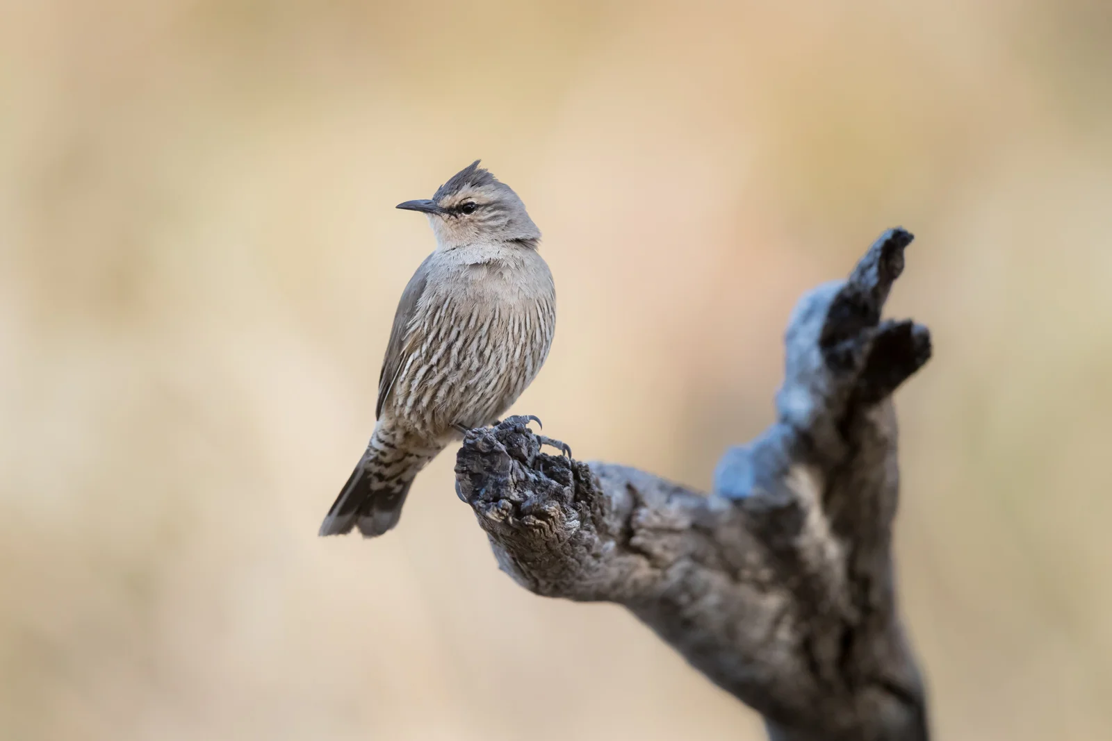 Brown Treecreeper_David Stowe-4448.jpg