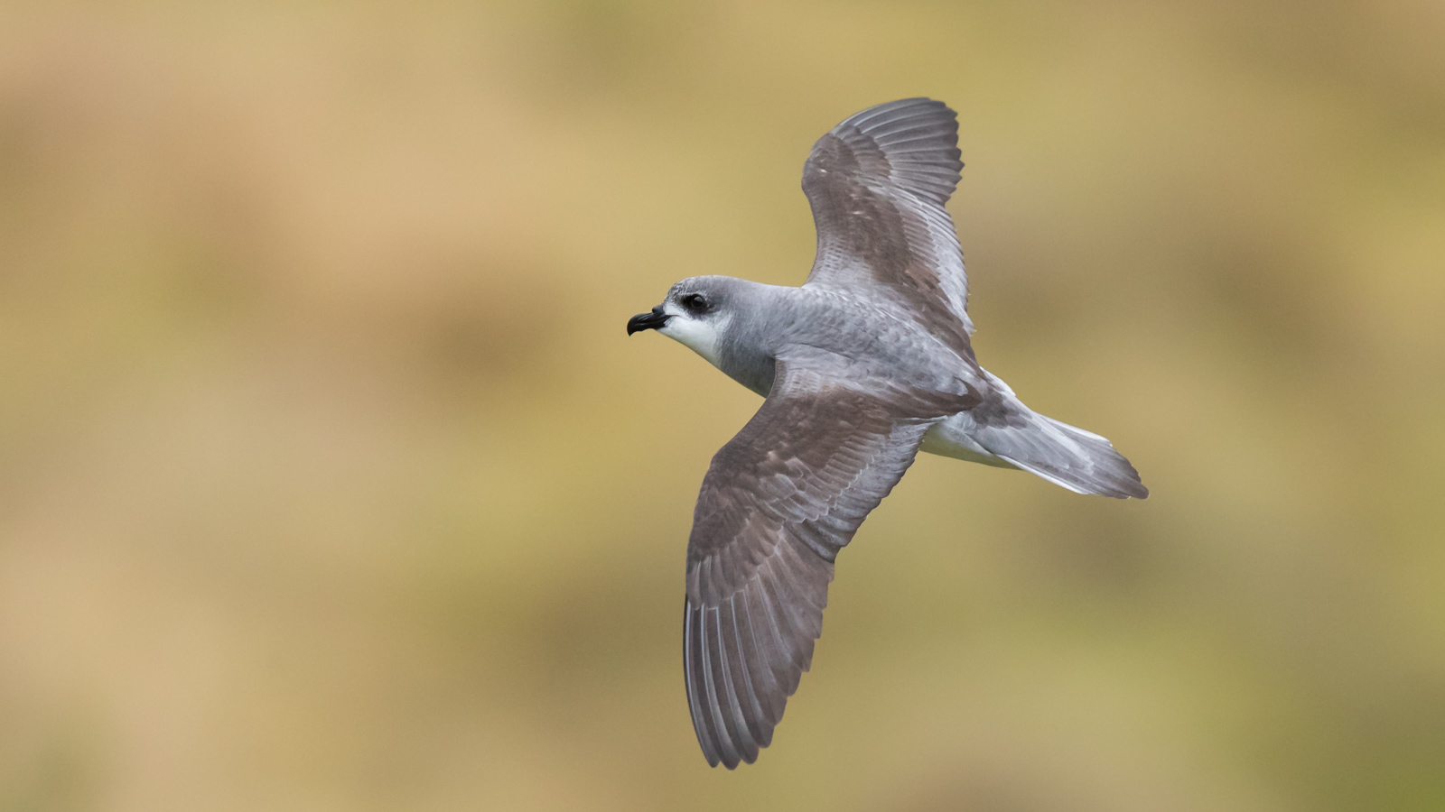 Black-winged Petrel_David Stowe-9559.jpg