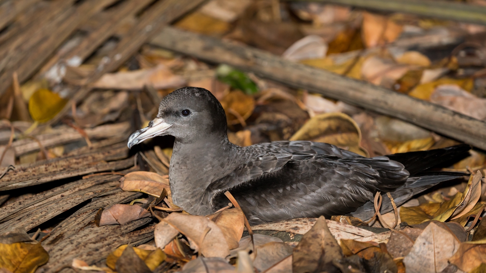 Flesh-footed Shearwater_David Stowe-5452.jpg