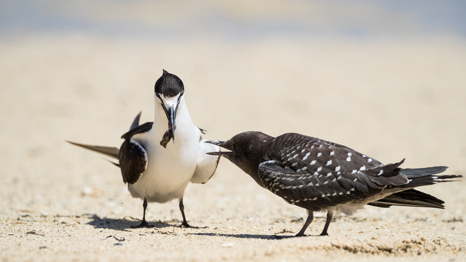 Sooty Tern_David Stowe-6887.jpg