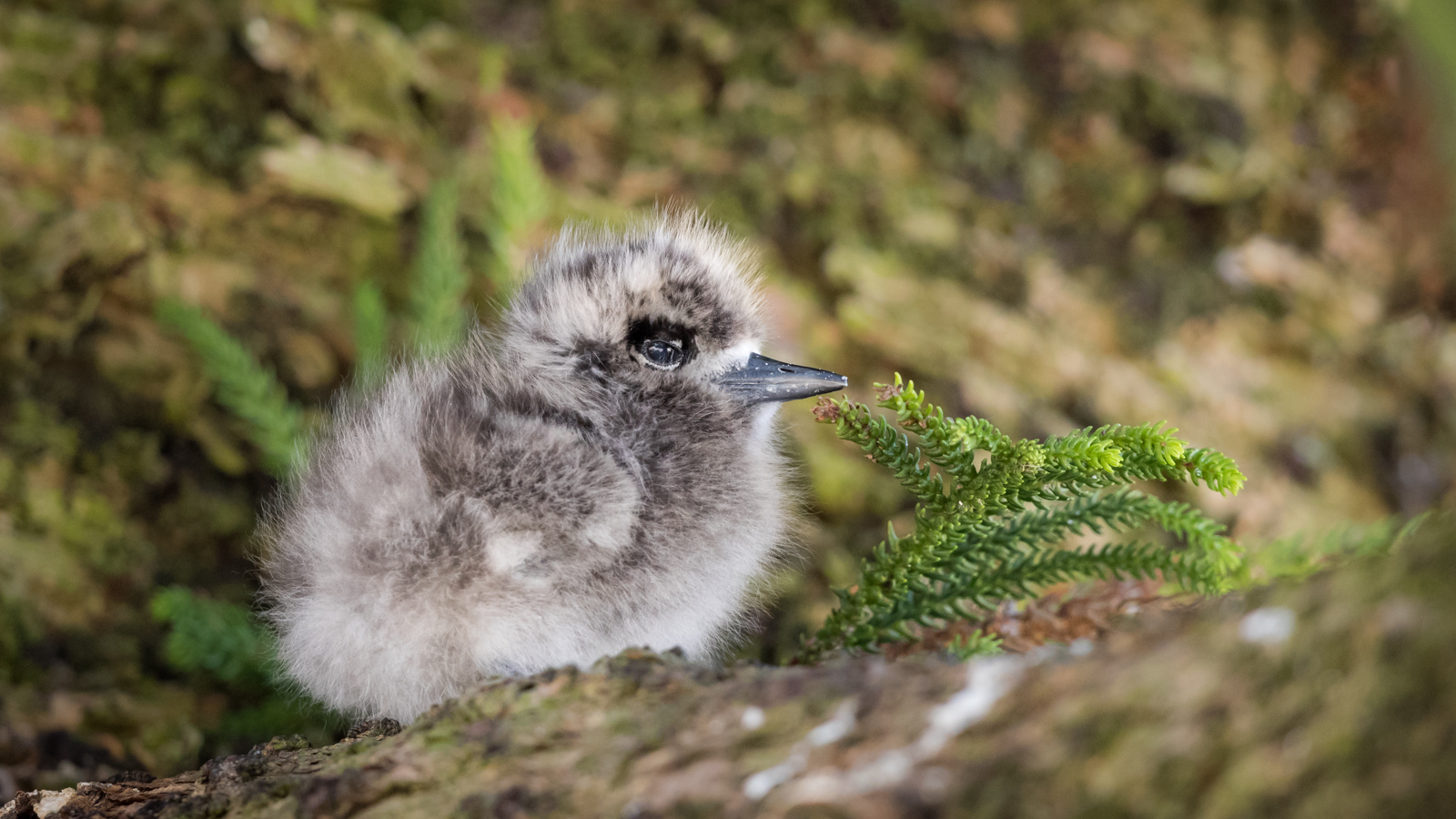 White Tern chick_David Stowe-5638.jpg