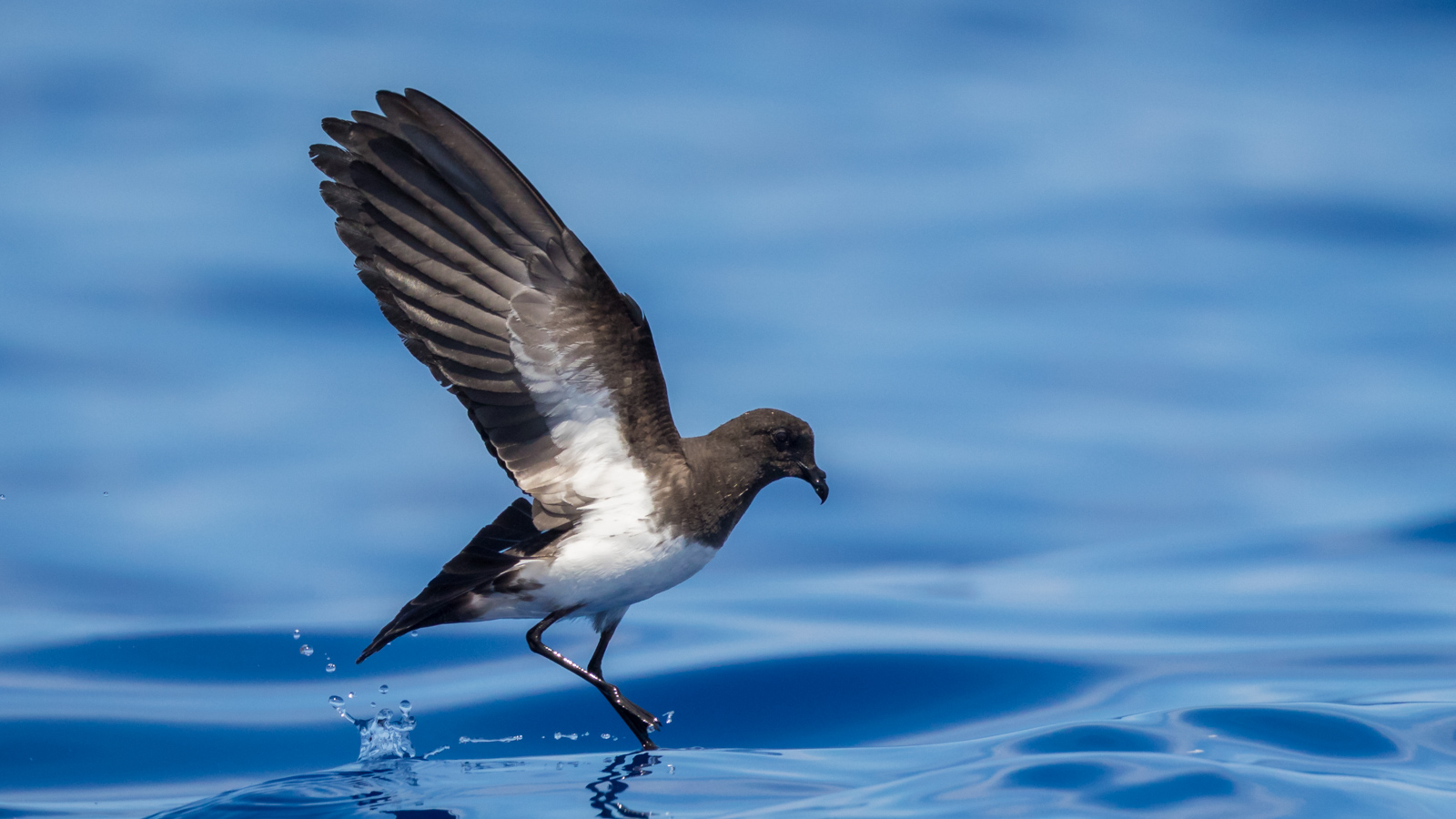 White-bellied Storm-petrel_David Stowe-6205.jpg