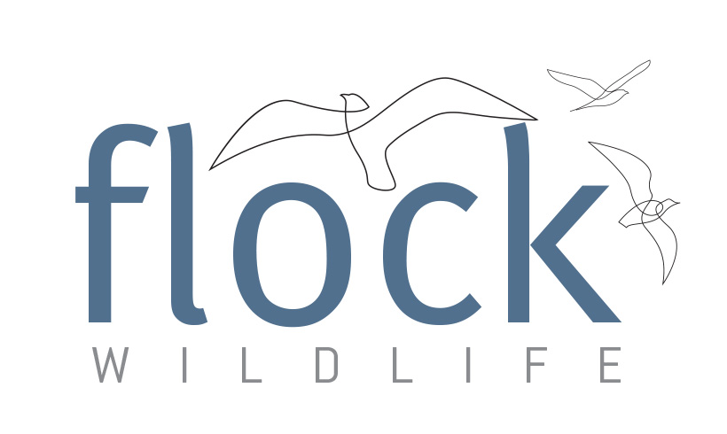 FLOCK wildlife - Bird & Wildlife Photography Tours