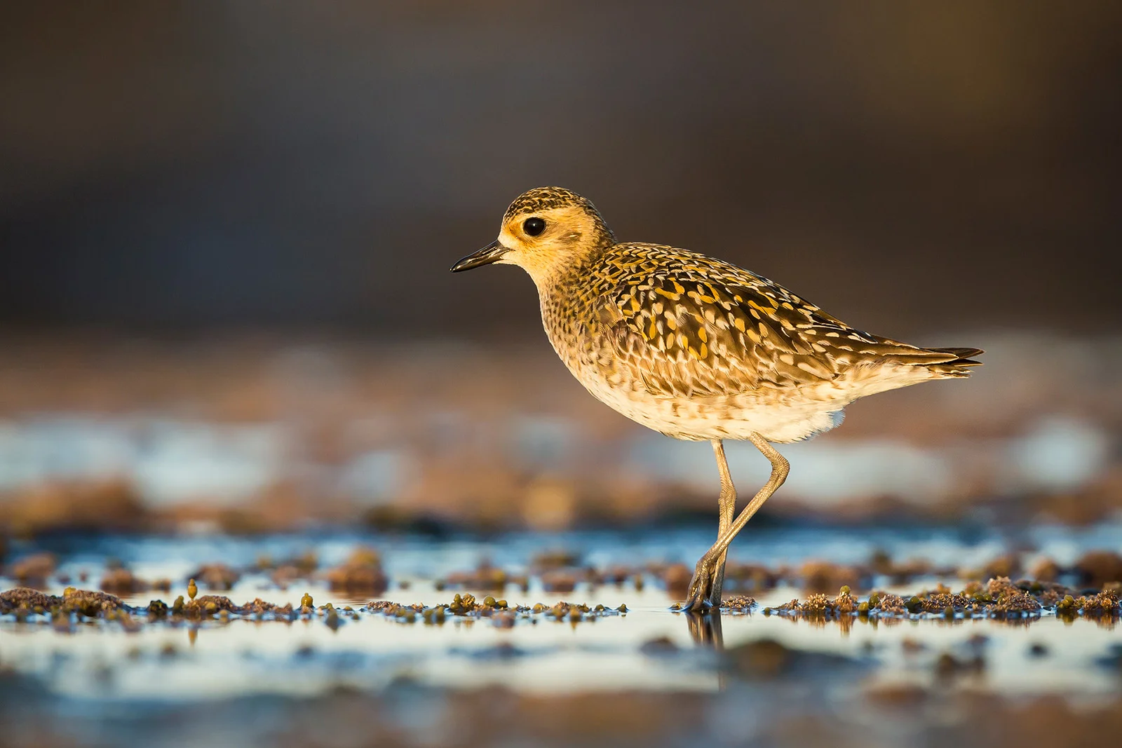 David Stowe_PacificGoldenPlover_Portrait.jpg